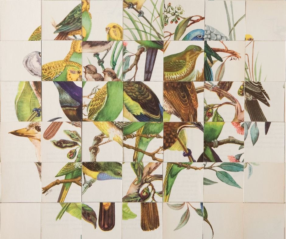 A grid of pictures patched together, showing birds, trees, plants, mushroom and more