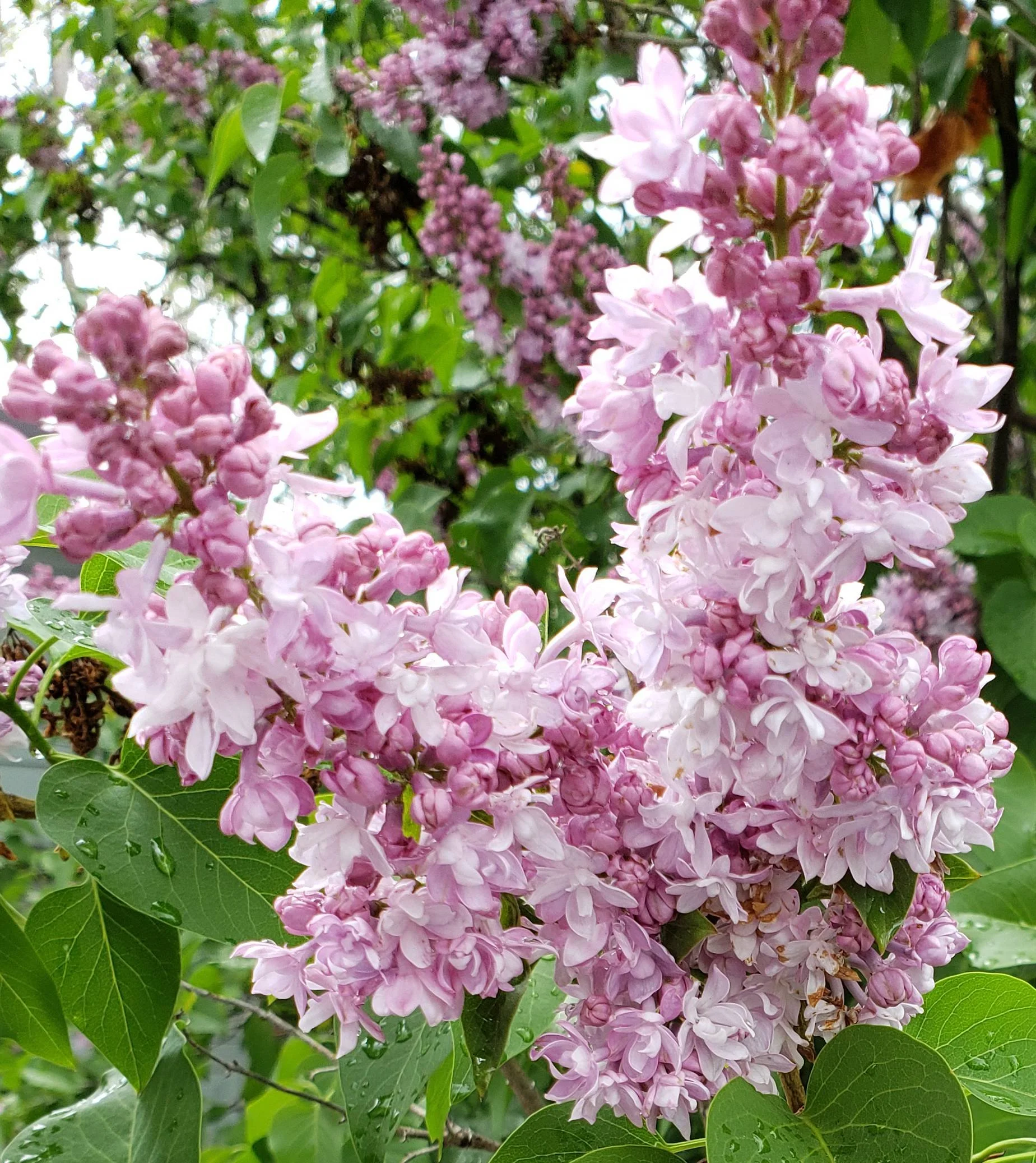 Clusters of pink lilac flowers blooming among green leaves.