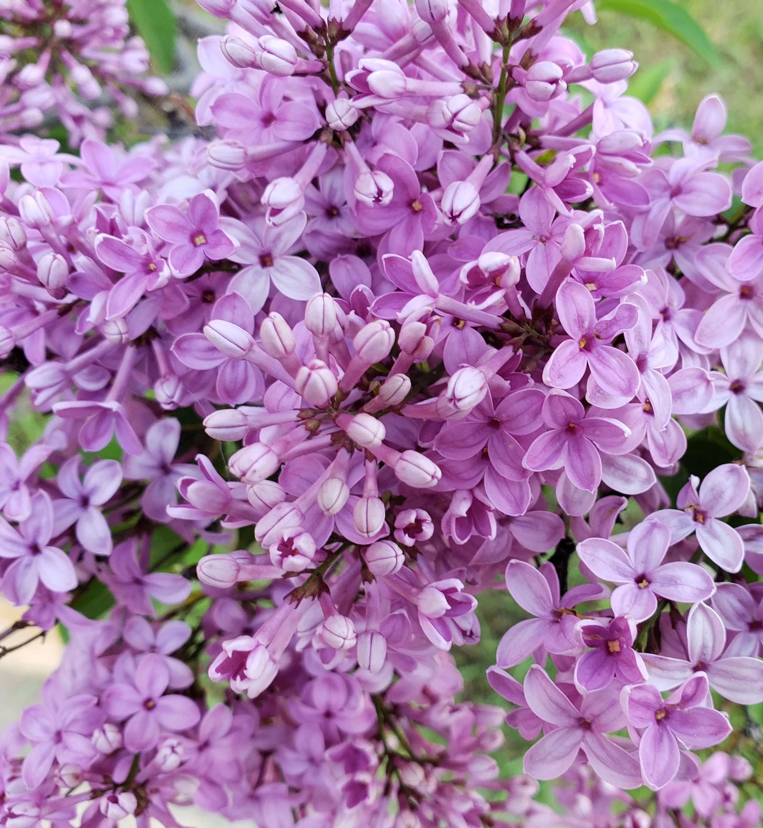 Close-up of a cluster of purple lilac flowers with small buds and green leaves in the background.