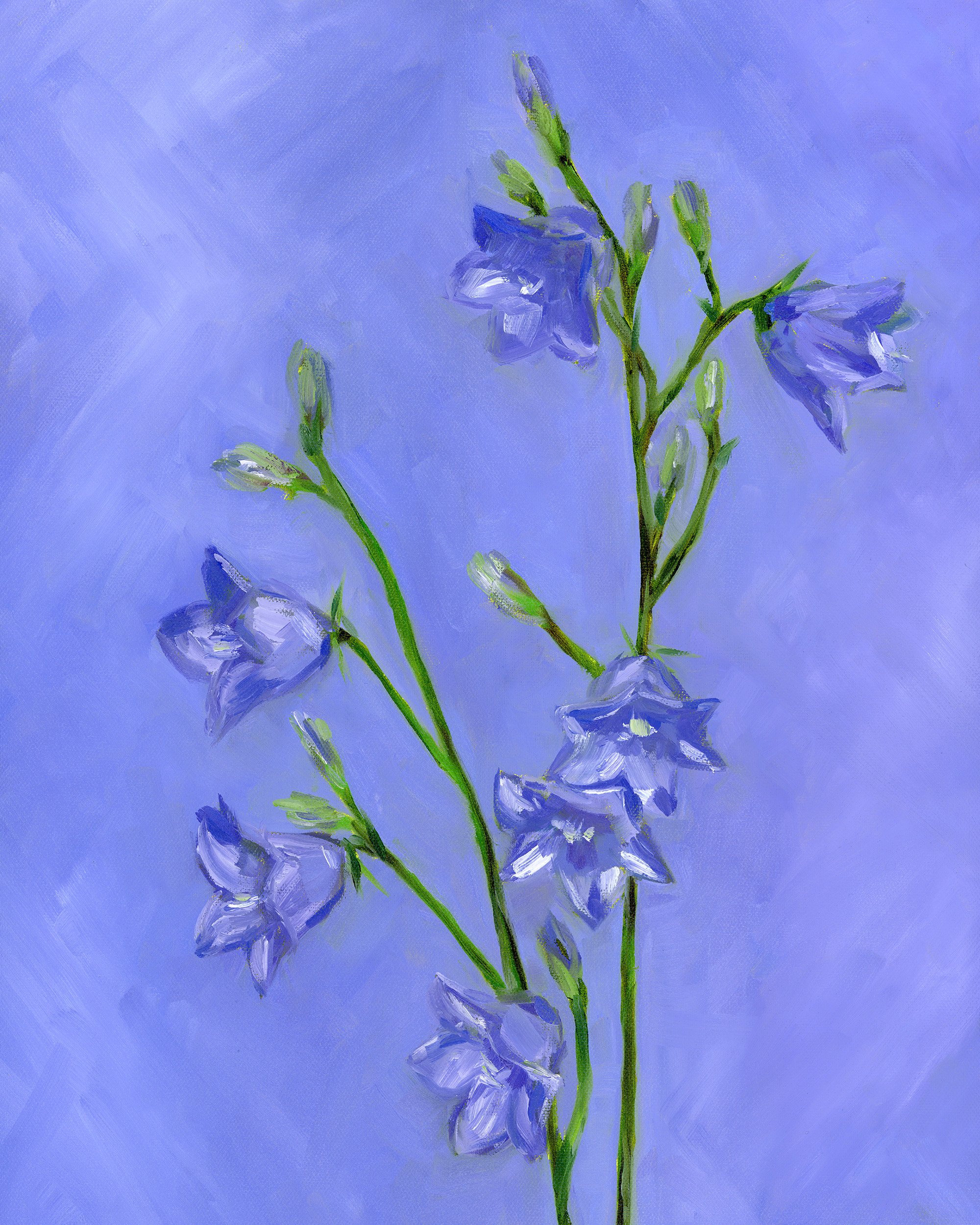 bluebell bellflower.jpg