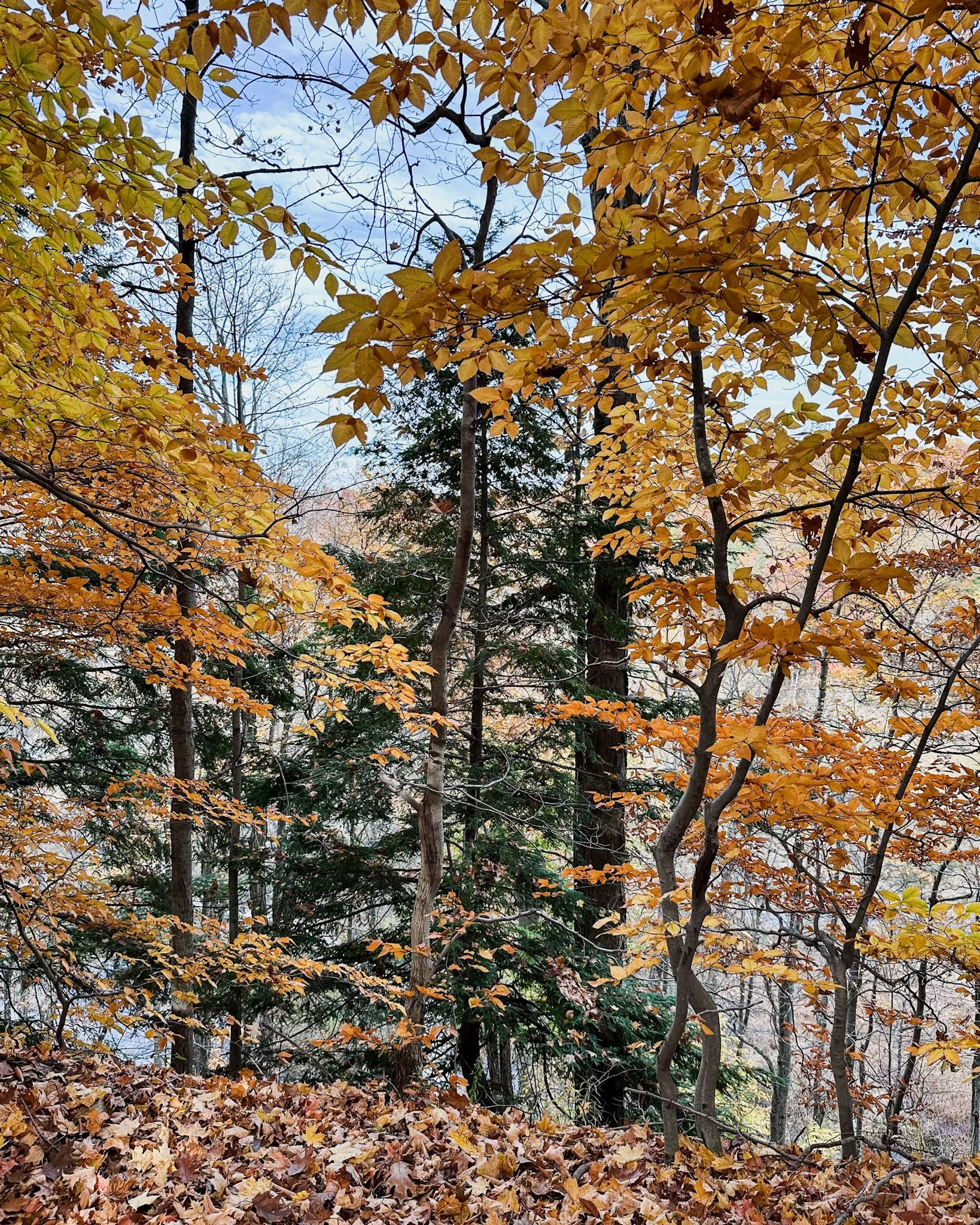 Taking It All In: What Autumn Teaches About Presence