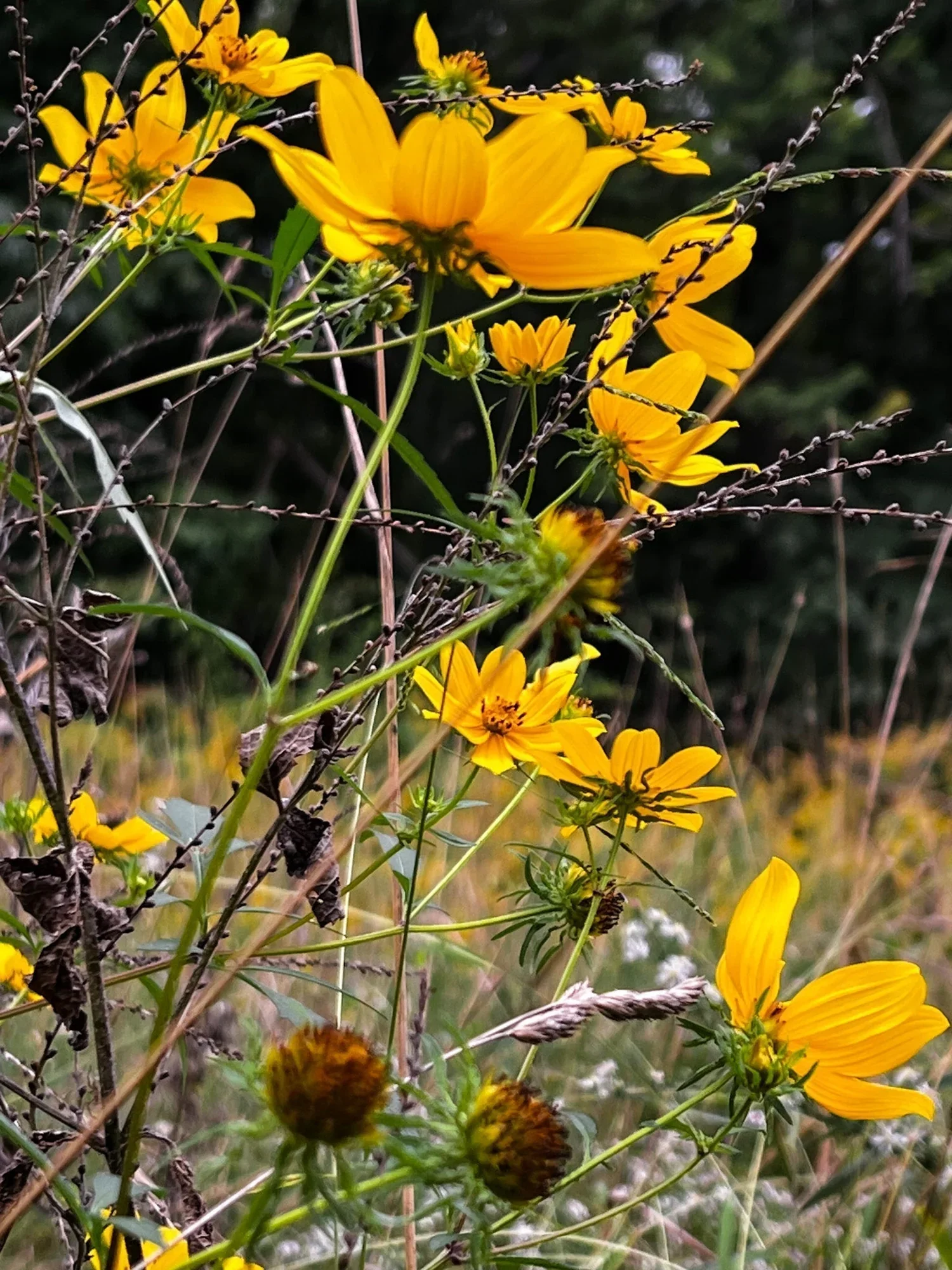 What Is Wild Seasons Studio