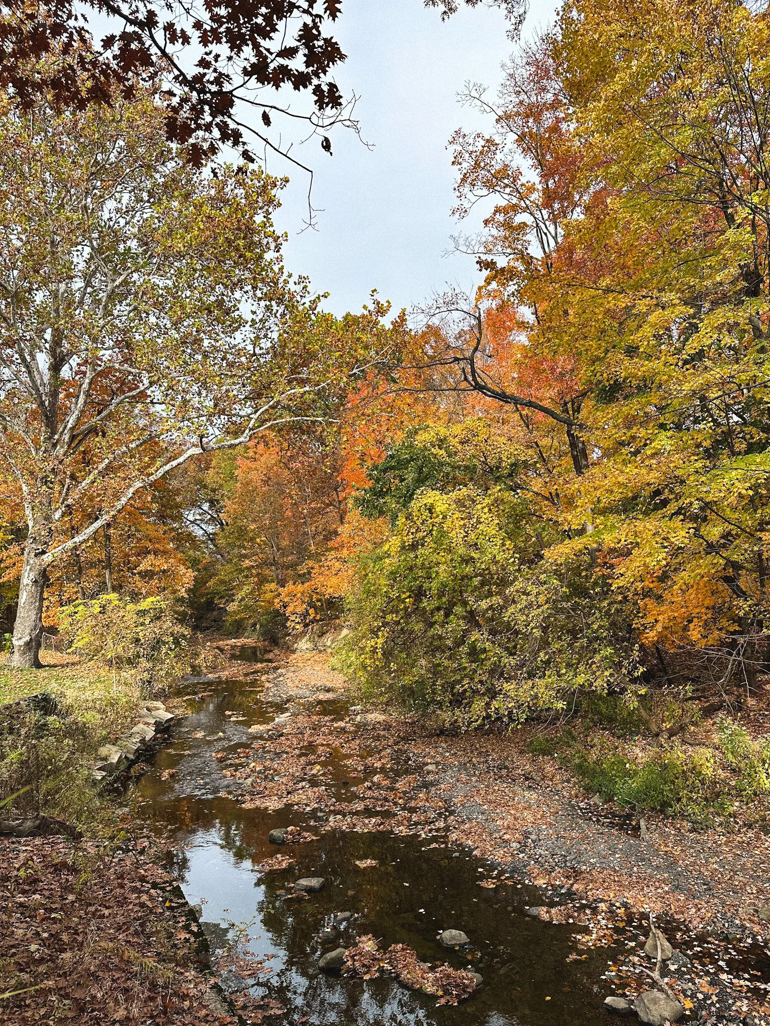 Steeping in Season: Autumn