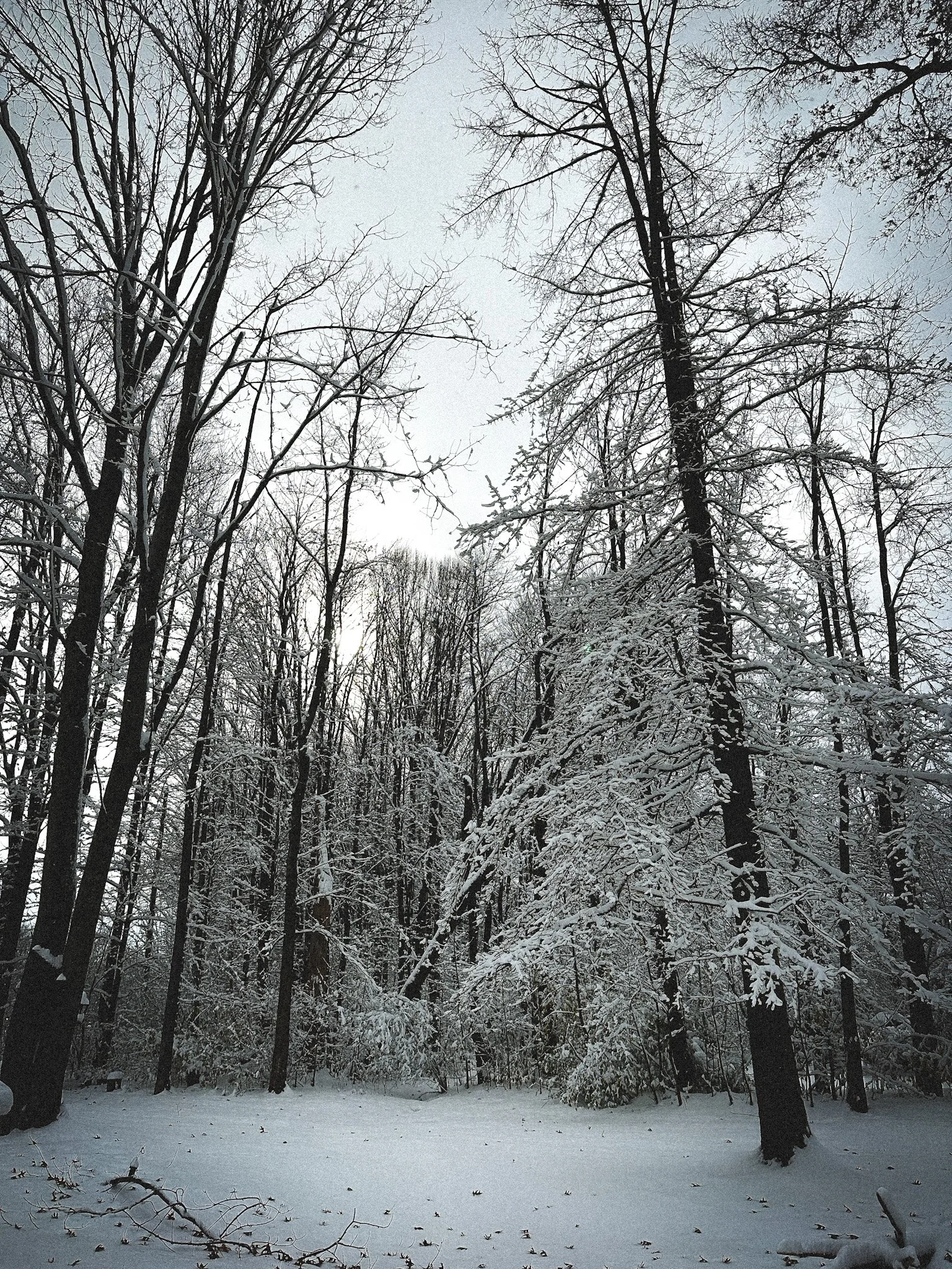 Winter as Dream Season