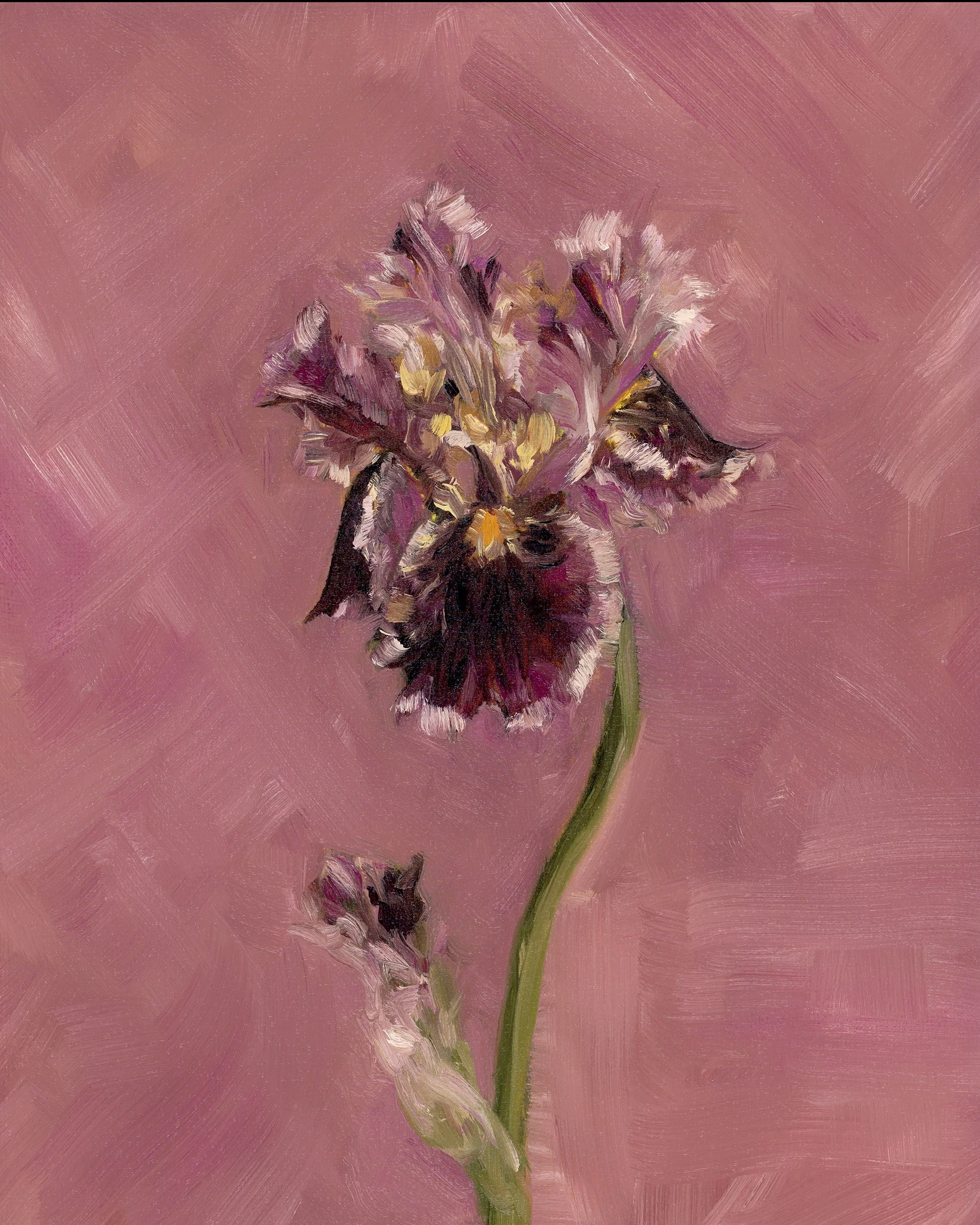 iris.jpg