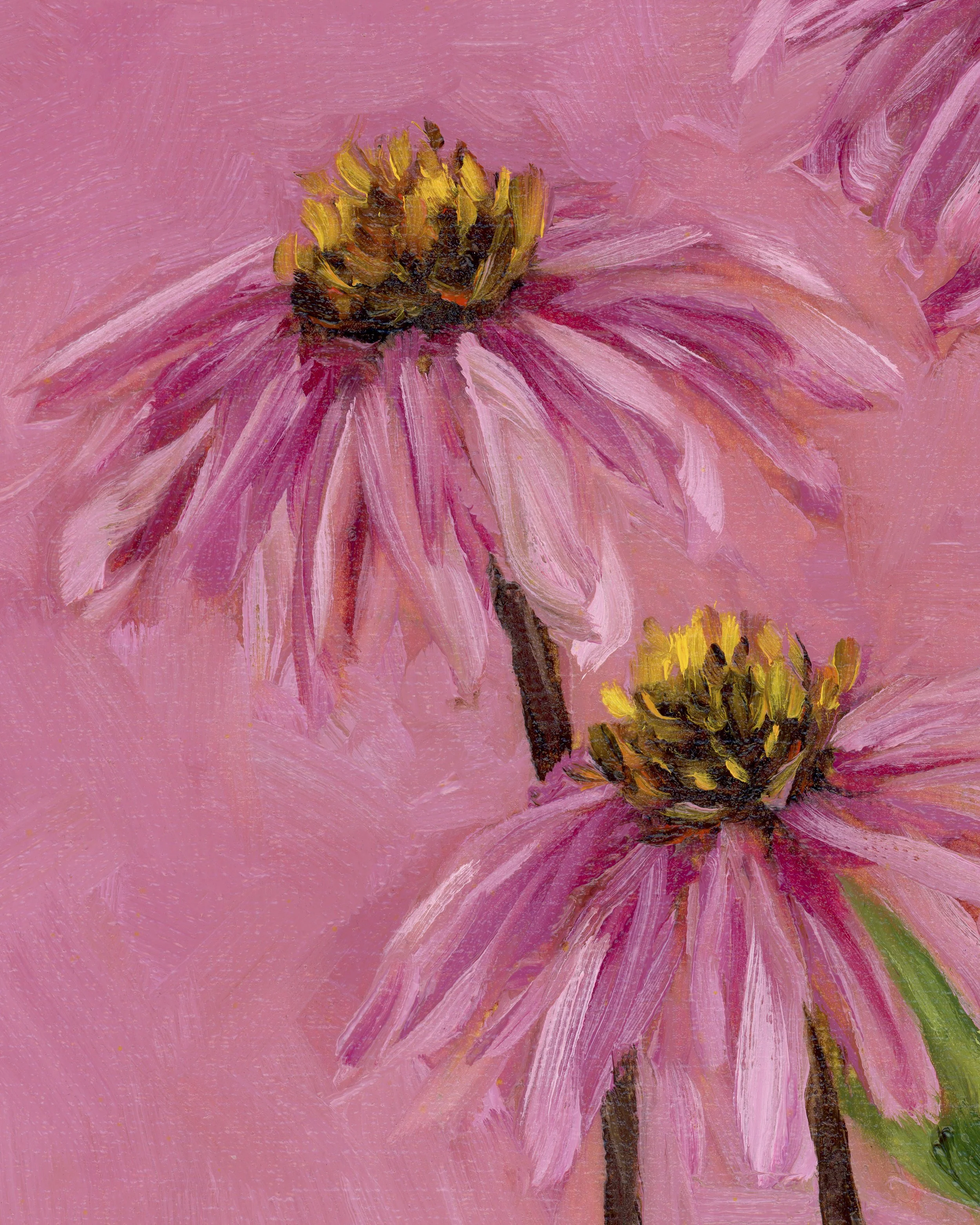 purpleconeflower-2.jpg