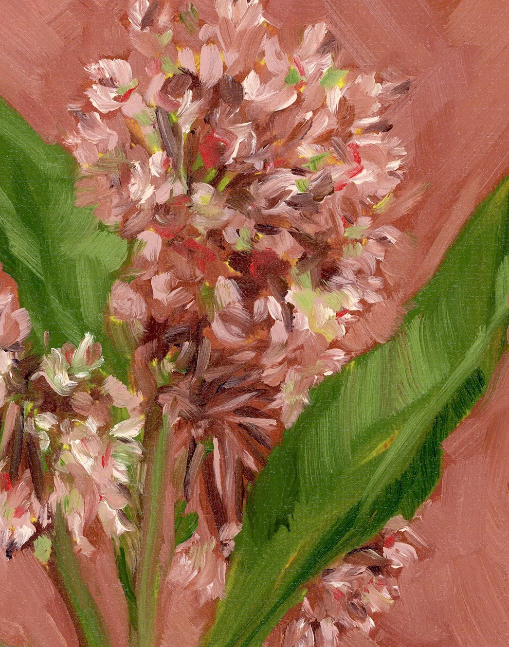 common milkweed-2.jpg