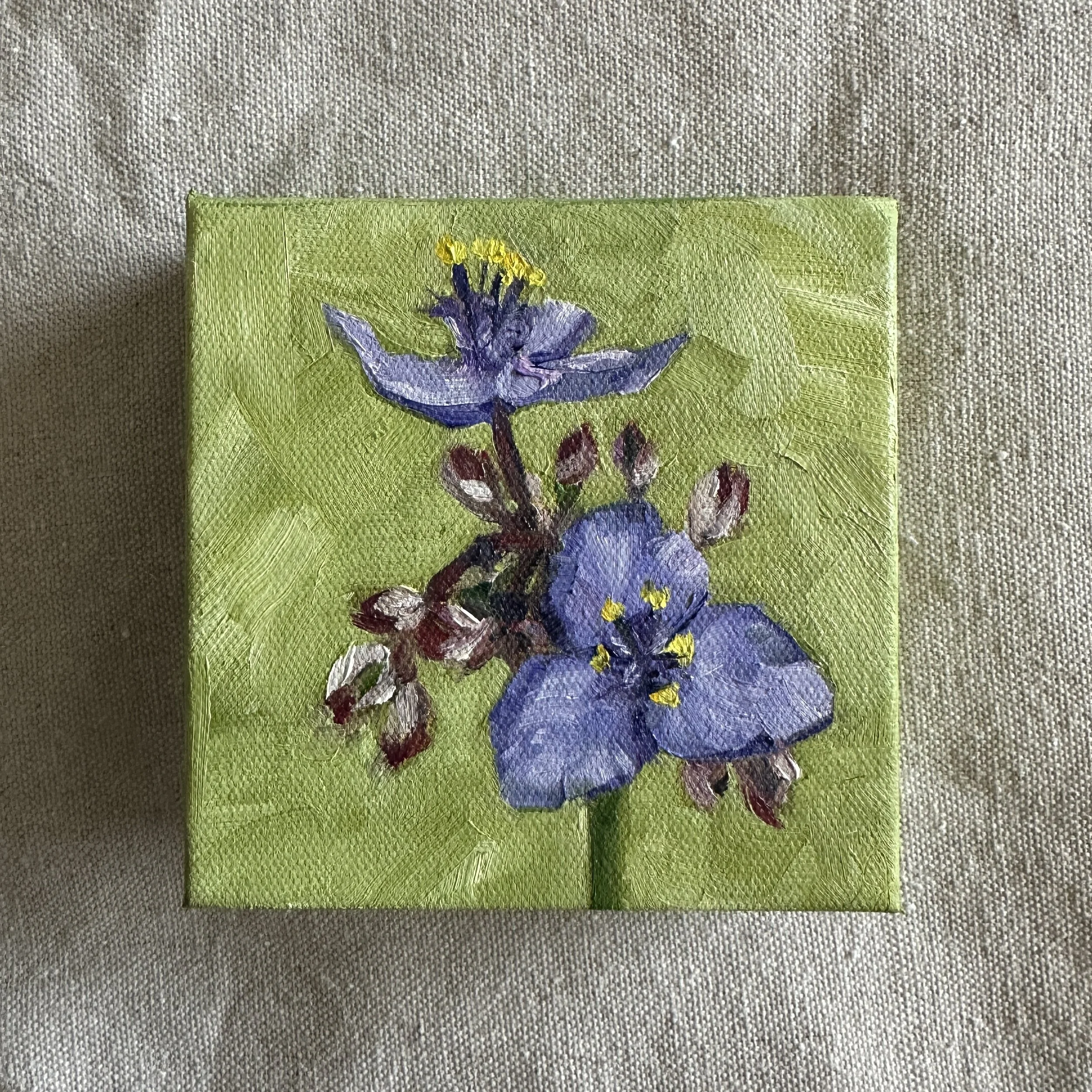 Ohio Spiderwort