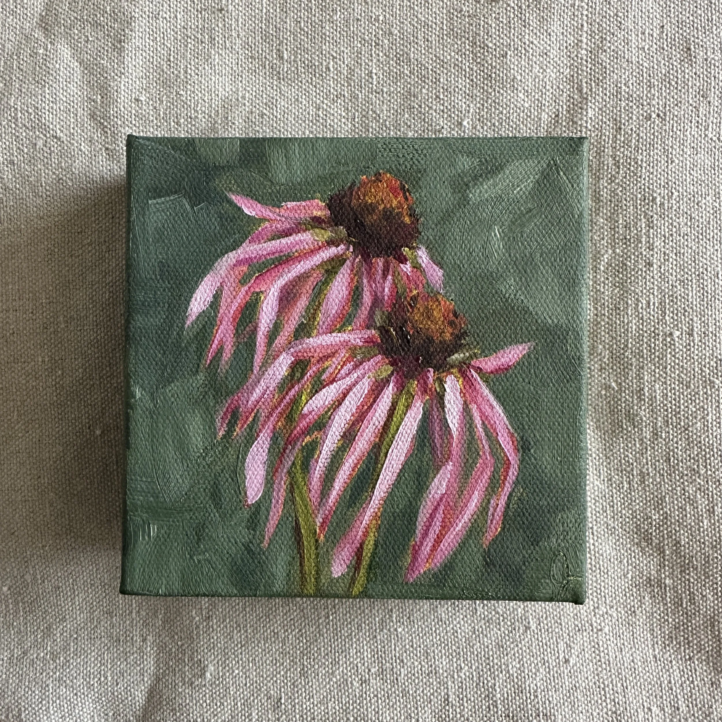 Pale Purple Coneflower