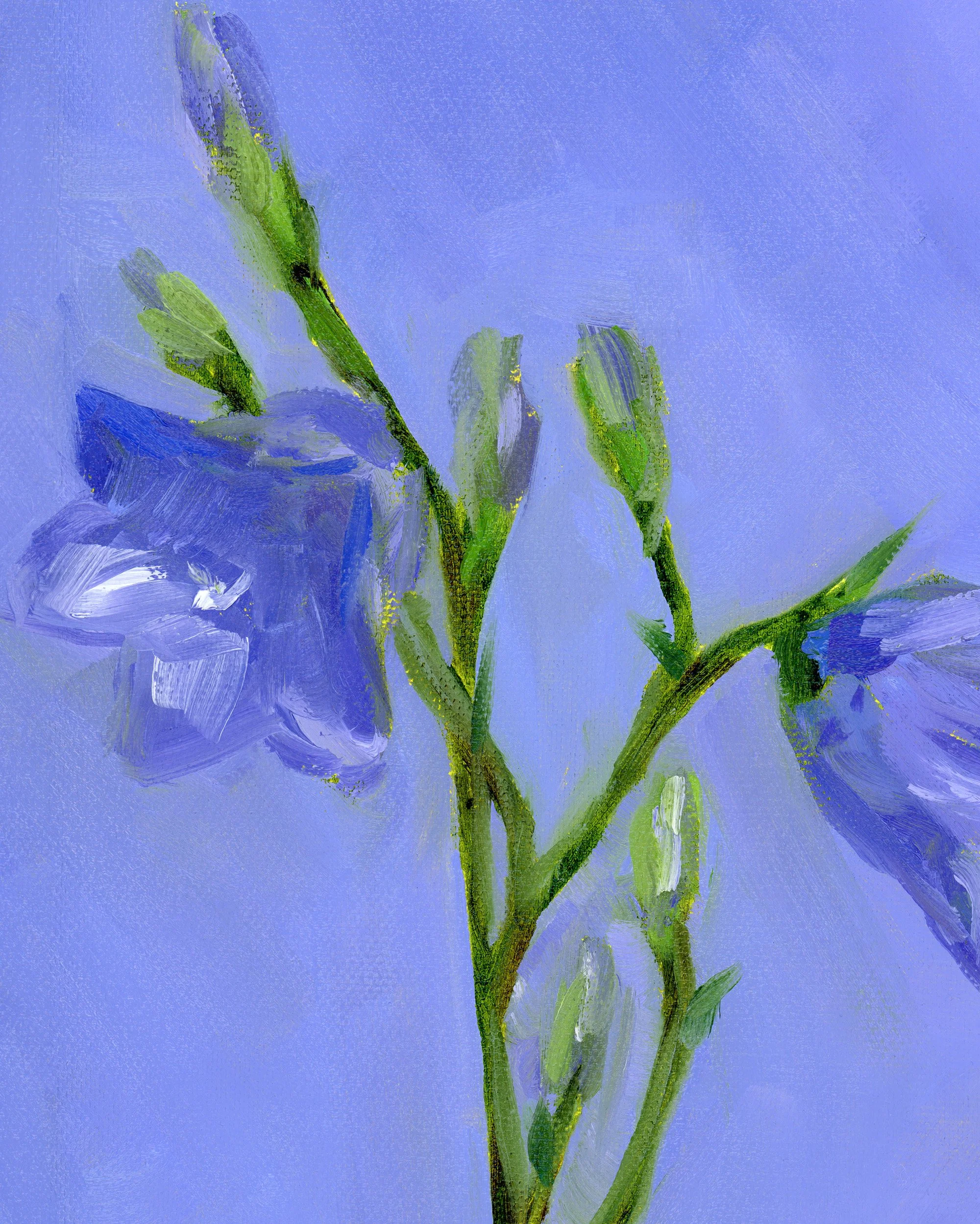 bluebell bellflower-2.jpg