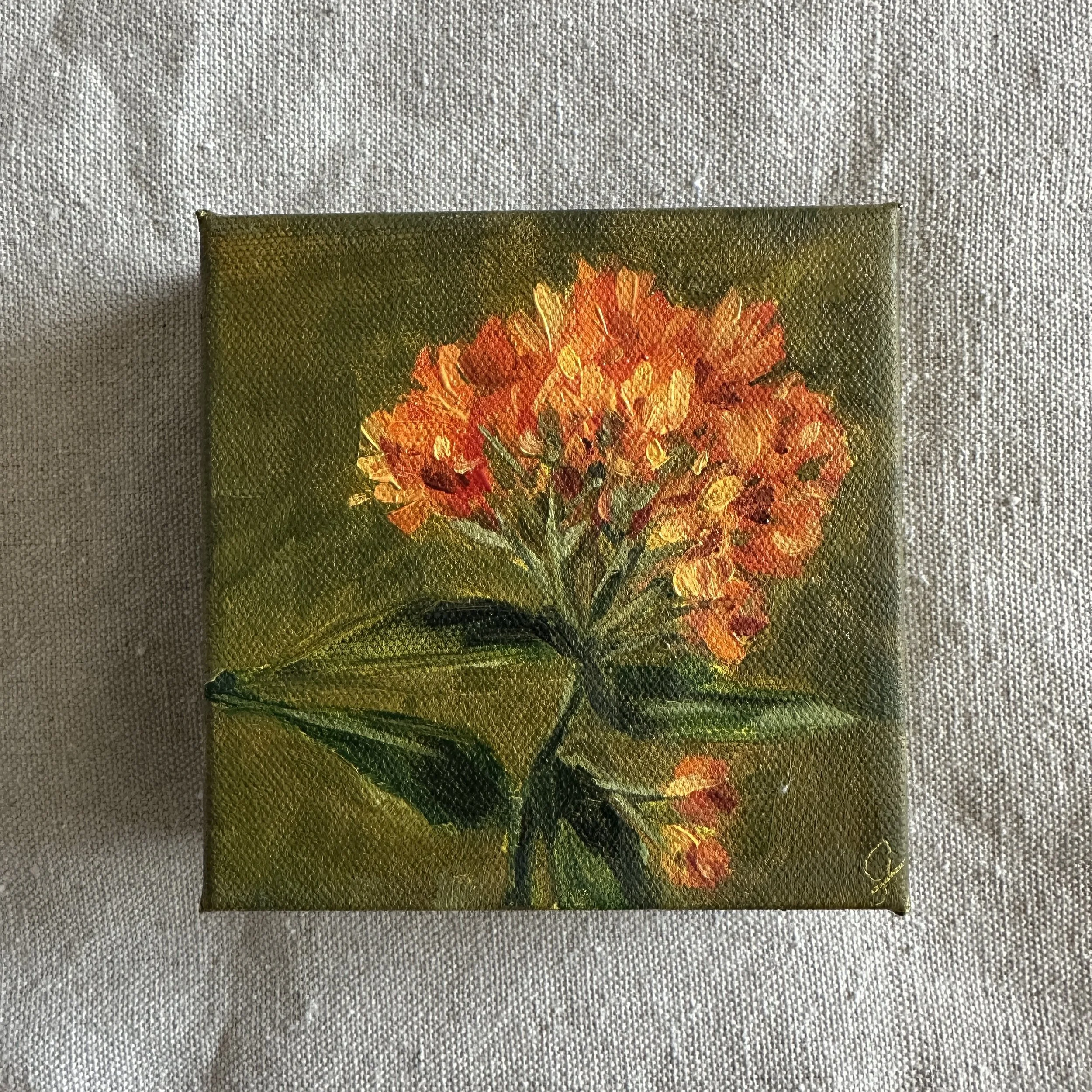 Butterfly Milkweed