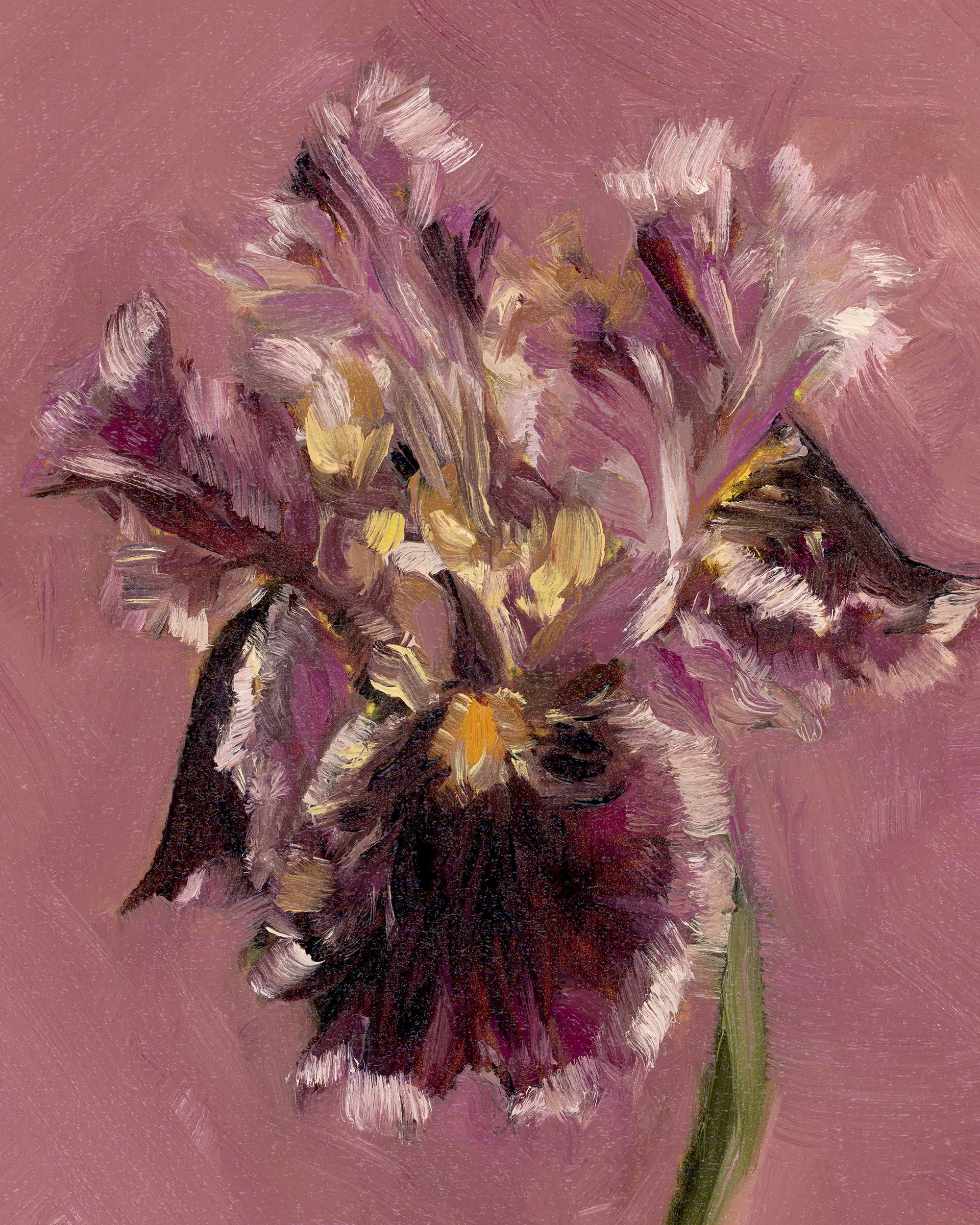 iris-2.jpg