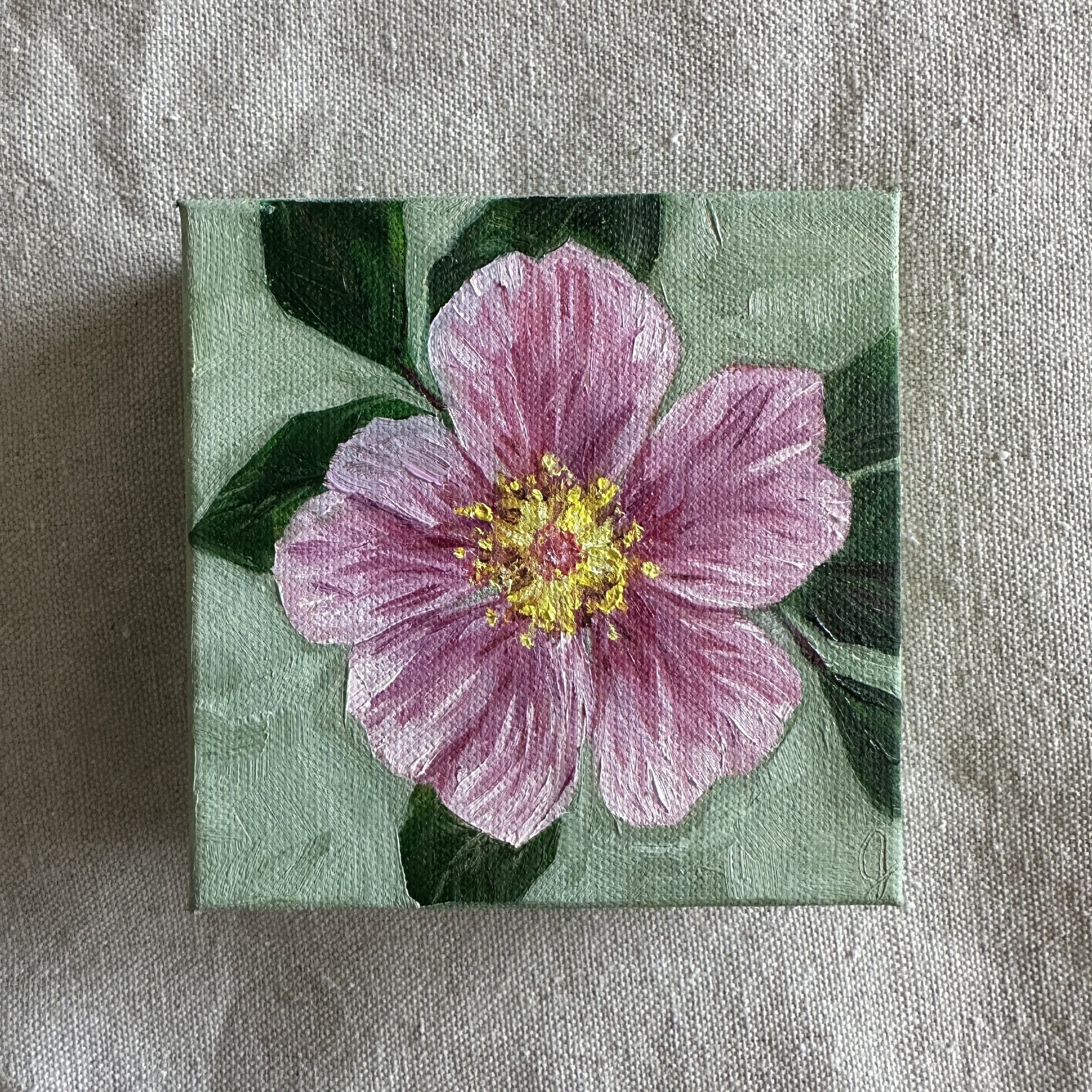 Swamp Wild Rose