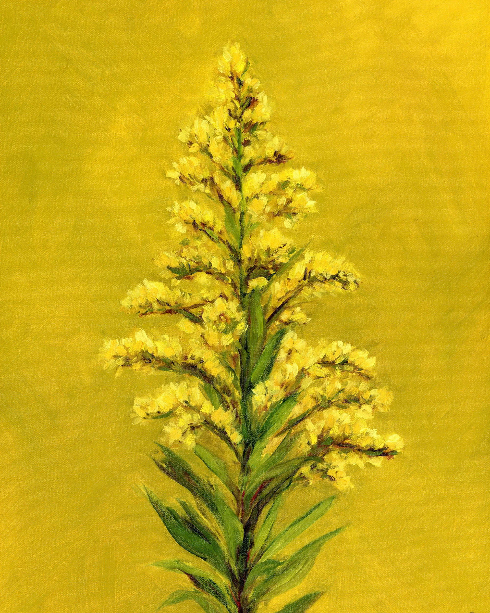 goldenrod.jpg