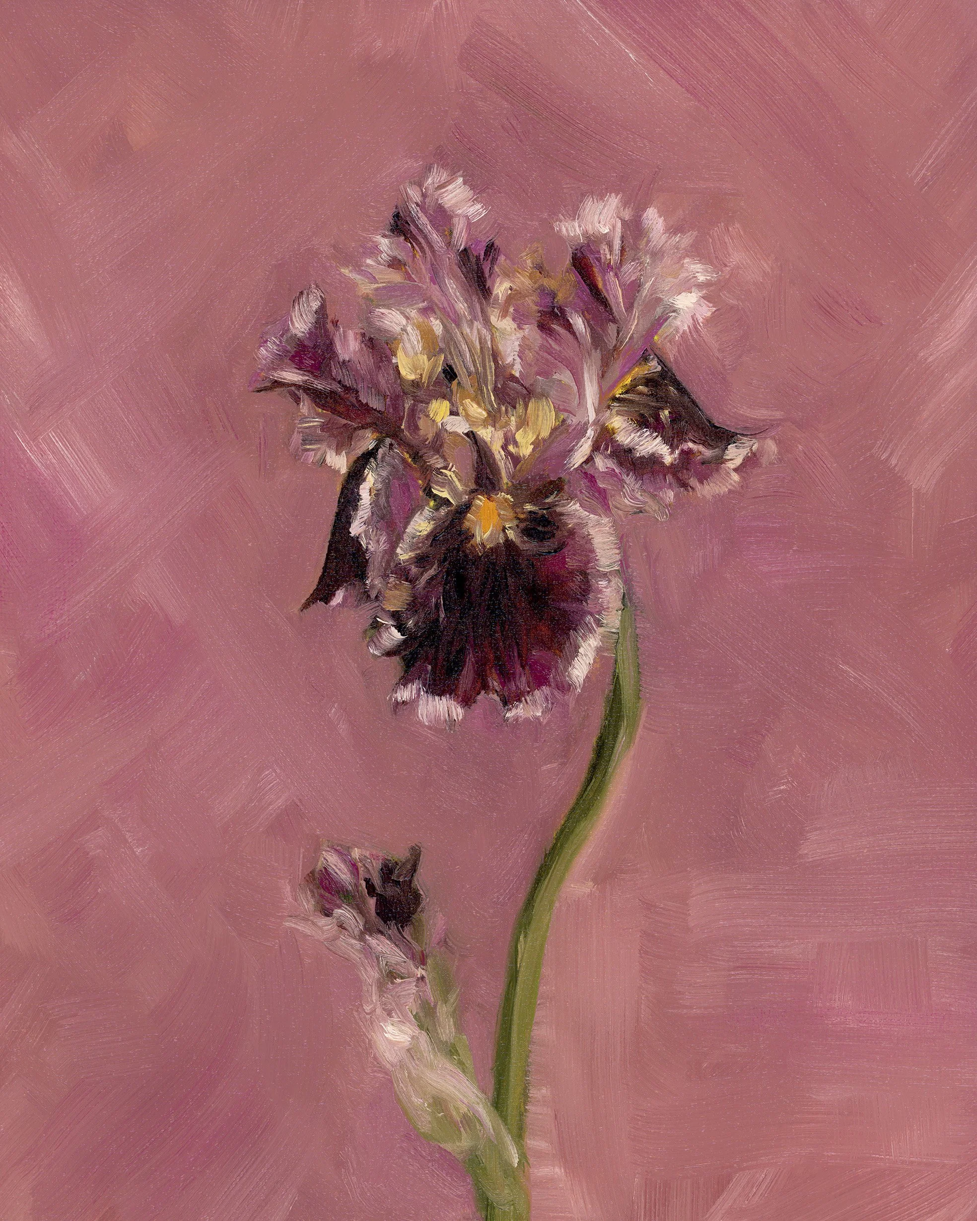 Iris