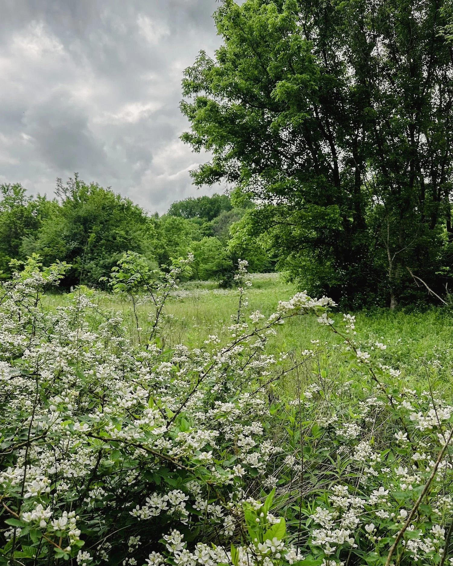 A lush green meadow with blooming white flowers and tall trees under a cloudy sky.