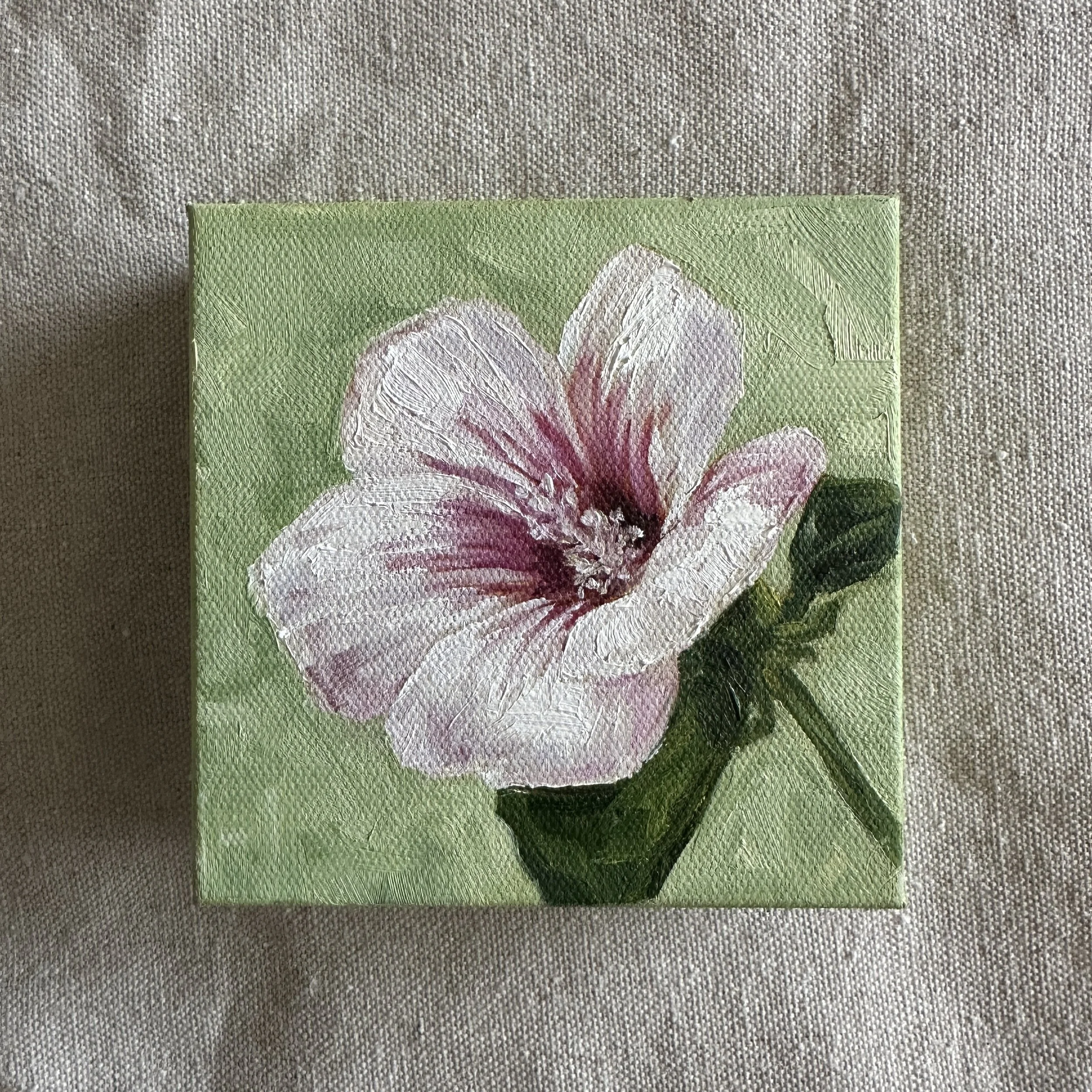 Rose Mallow