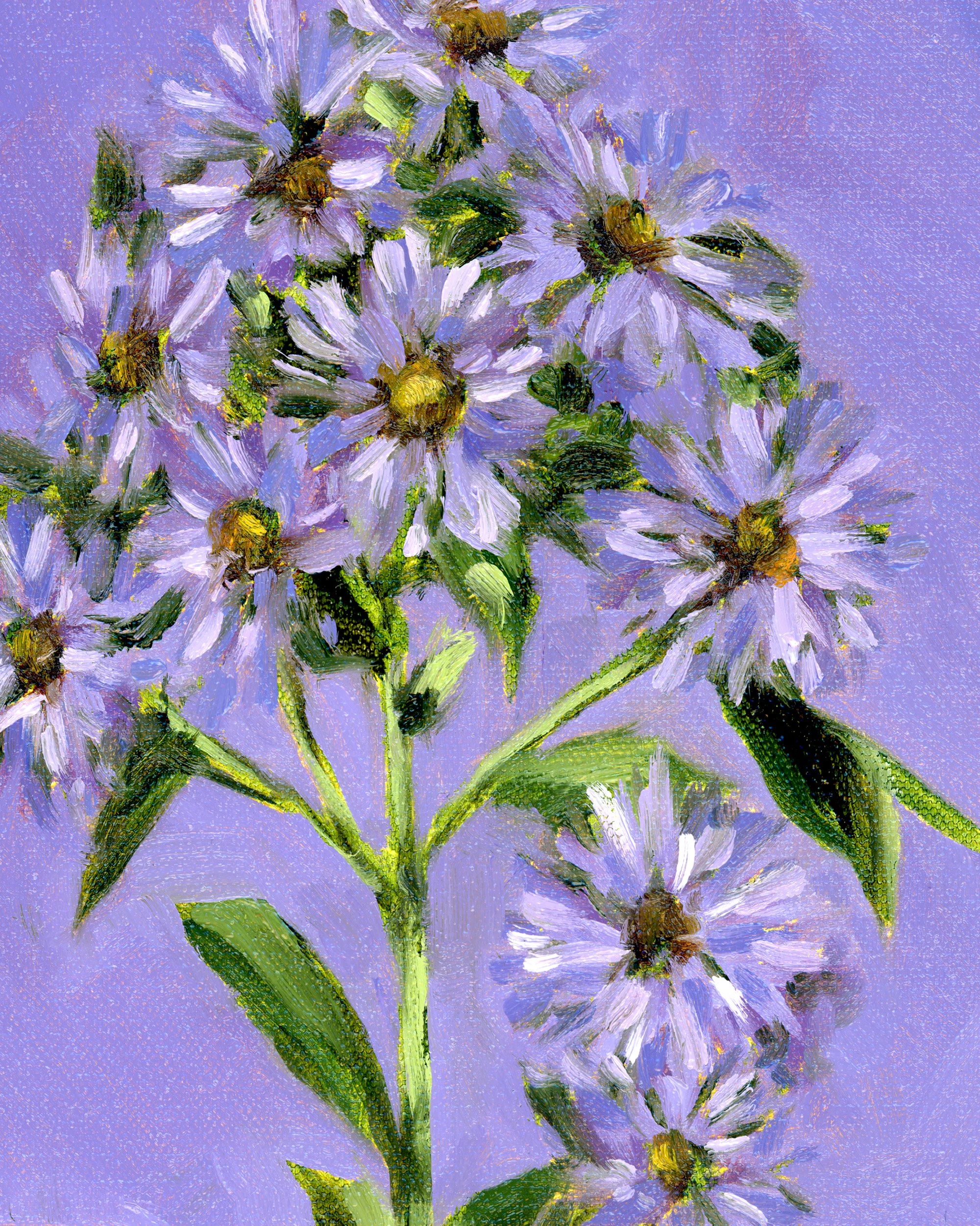 new england aster-2.jpg