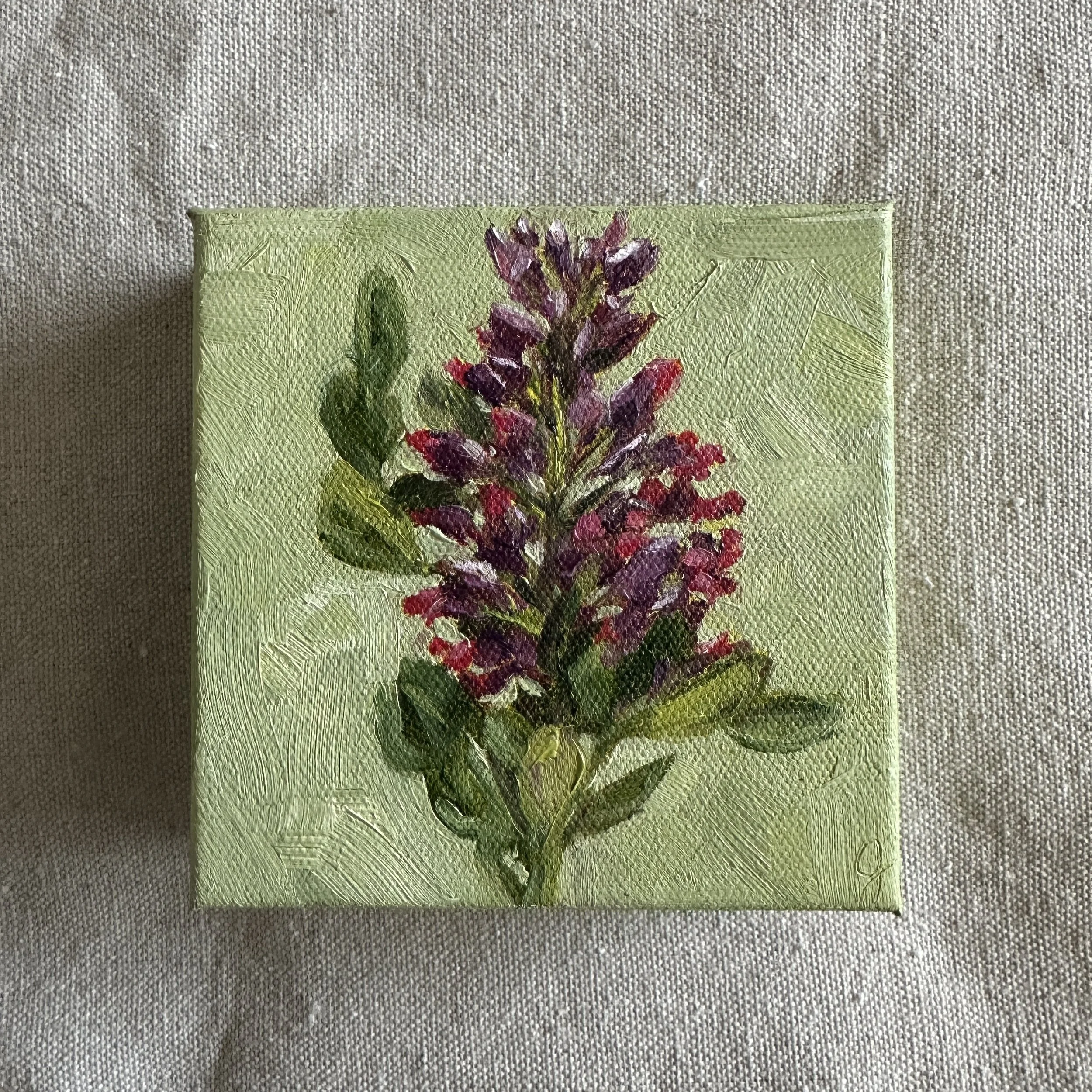 Dwarf False Indigo