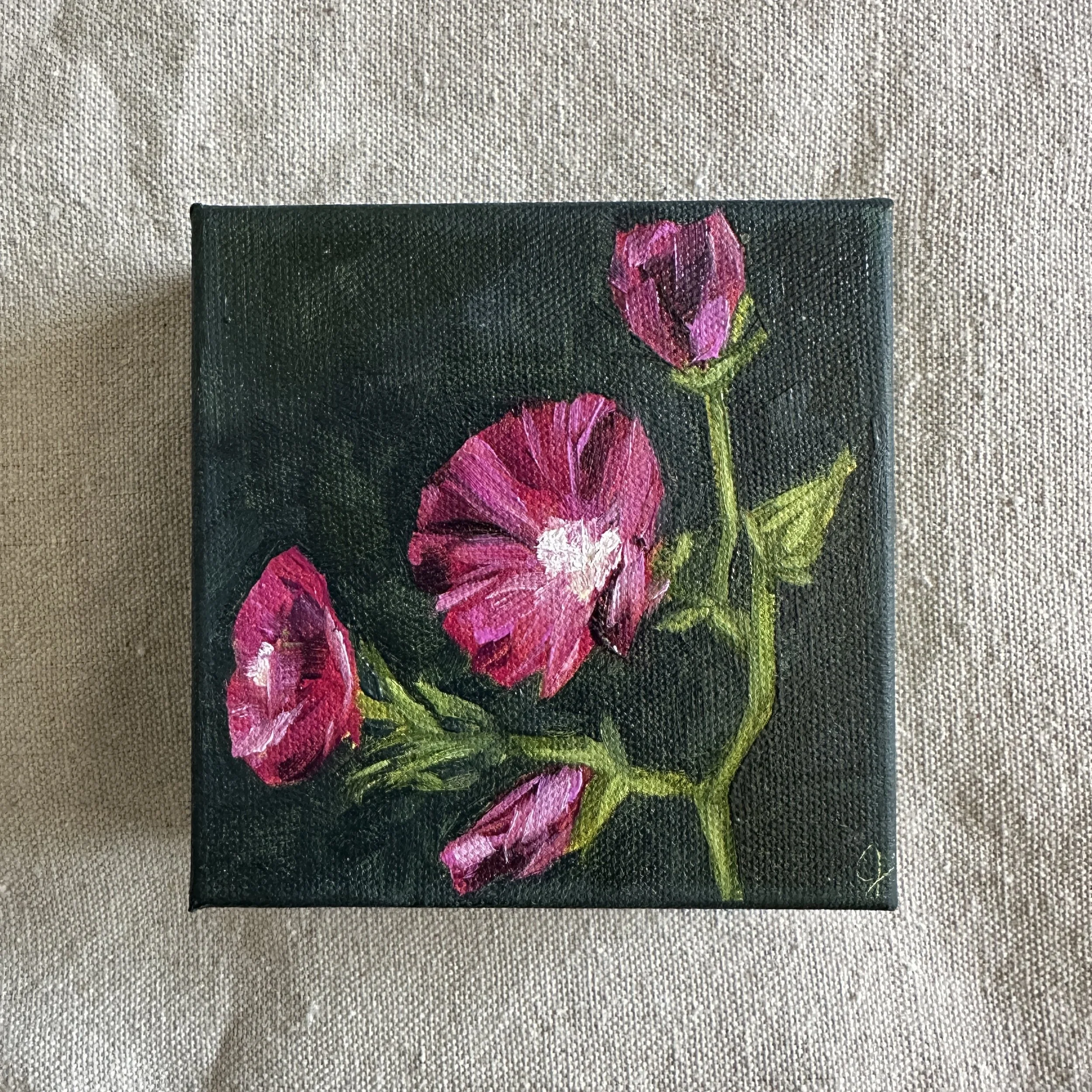 Bush's Poppy Mallow