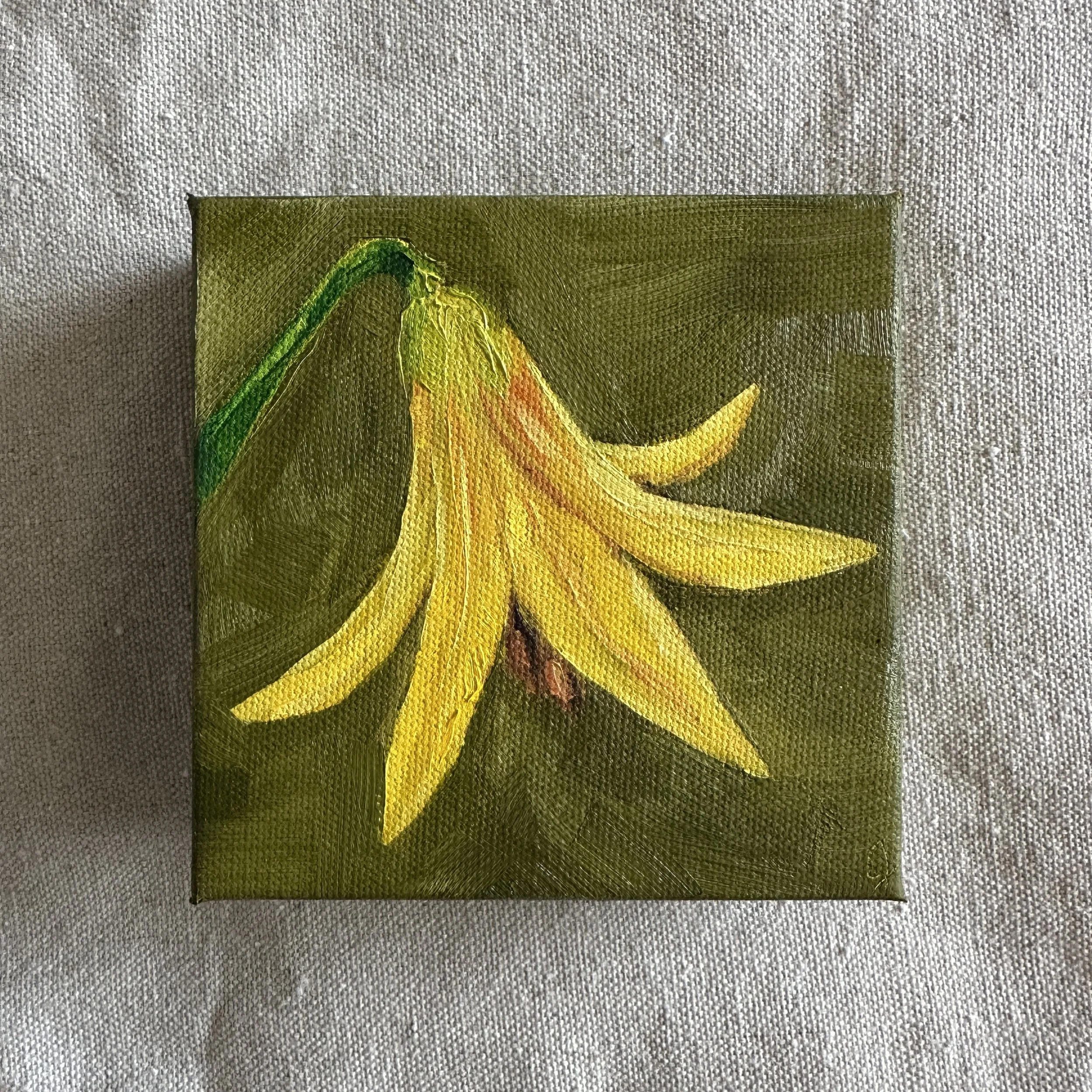 Canada Lily