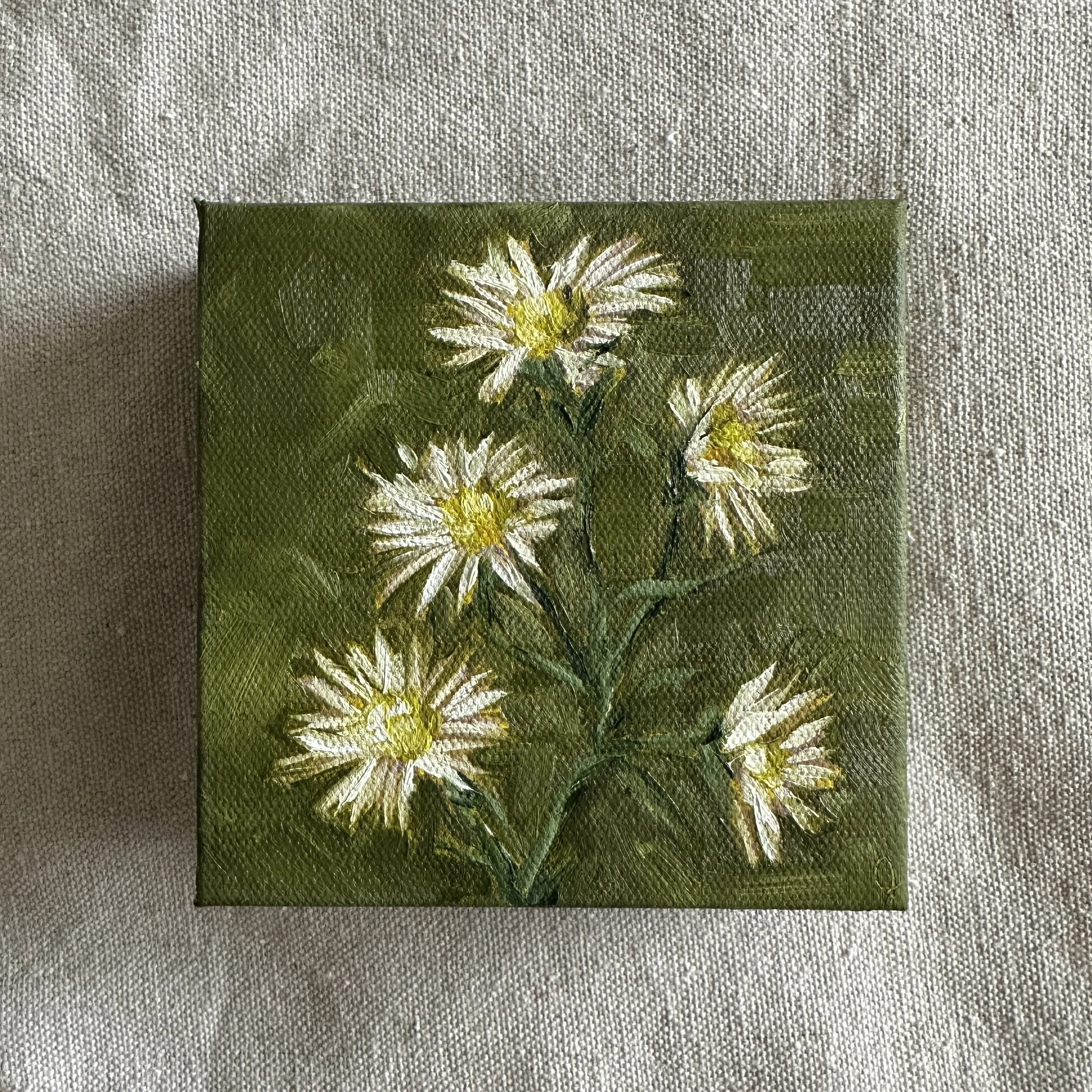 Frost Asters