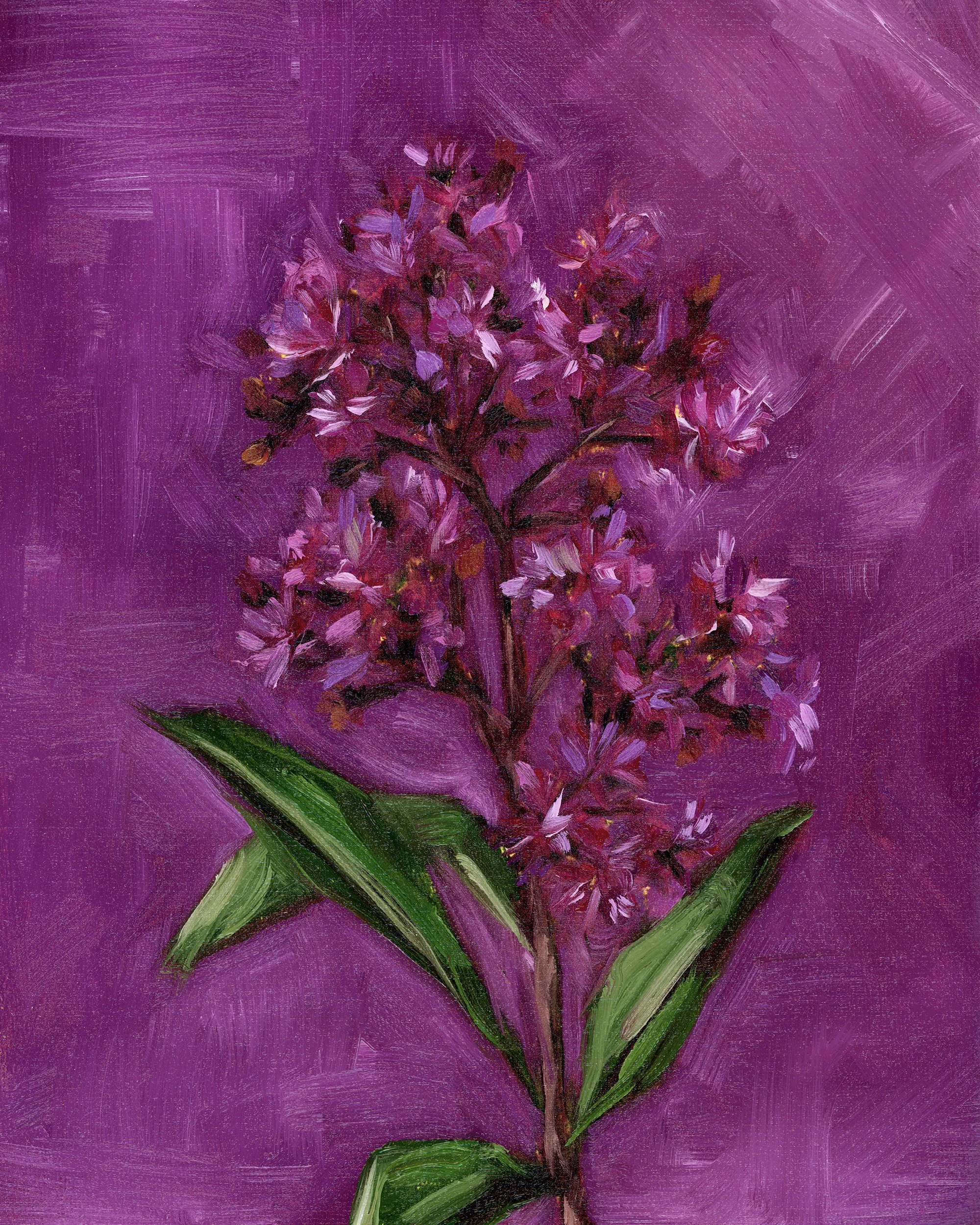 ironweed.jpg