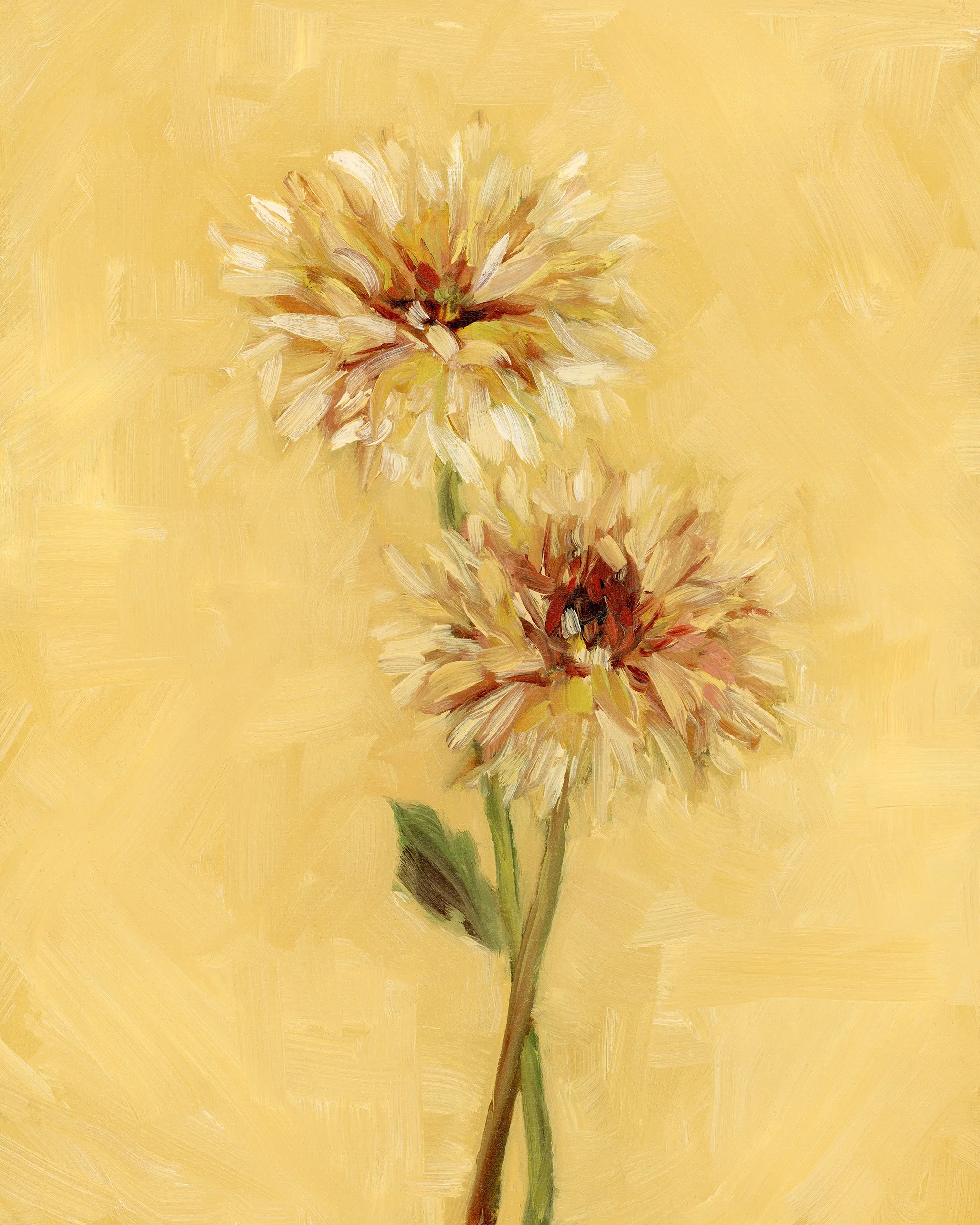 Dahlia