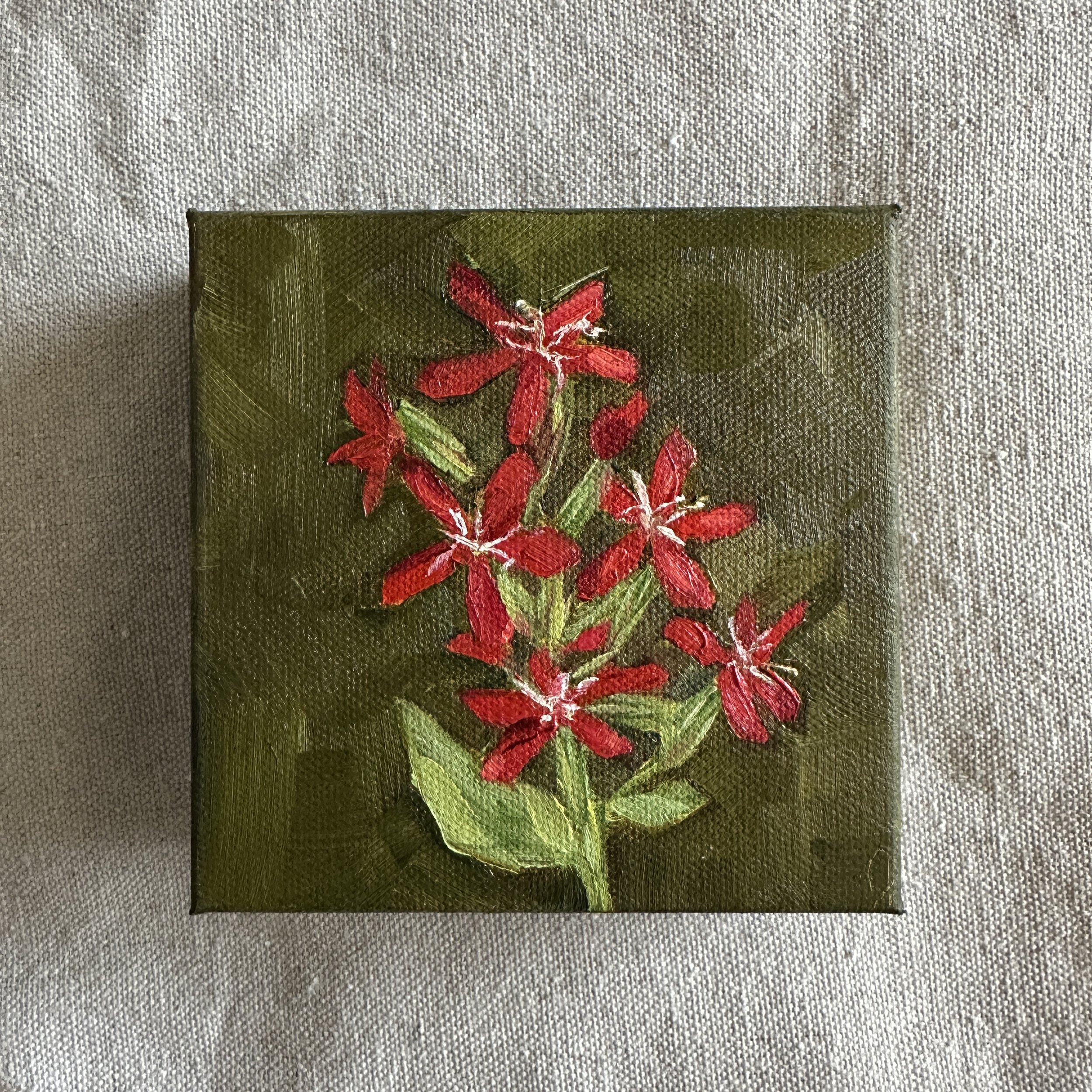 Royal Catchfly