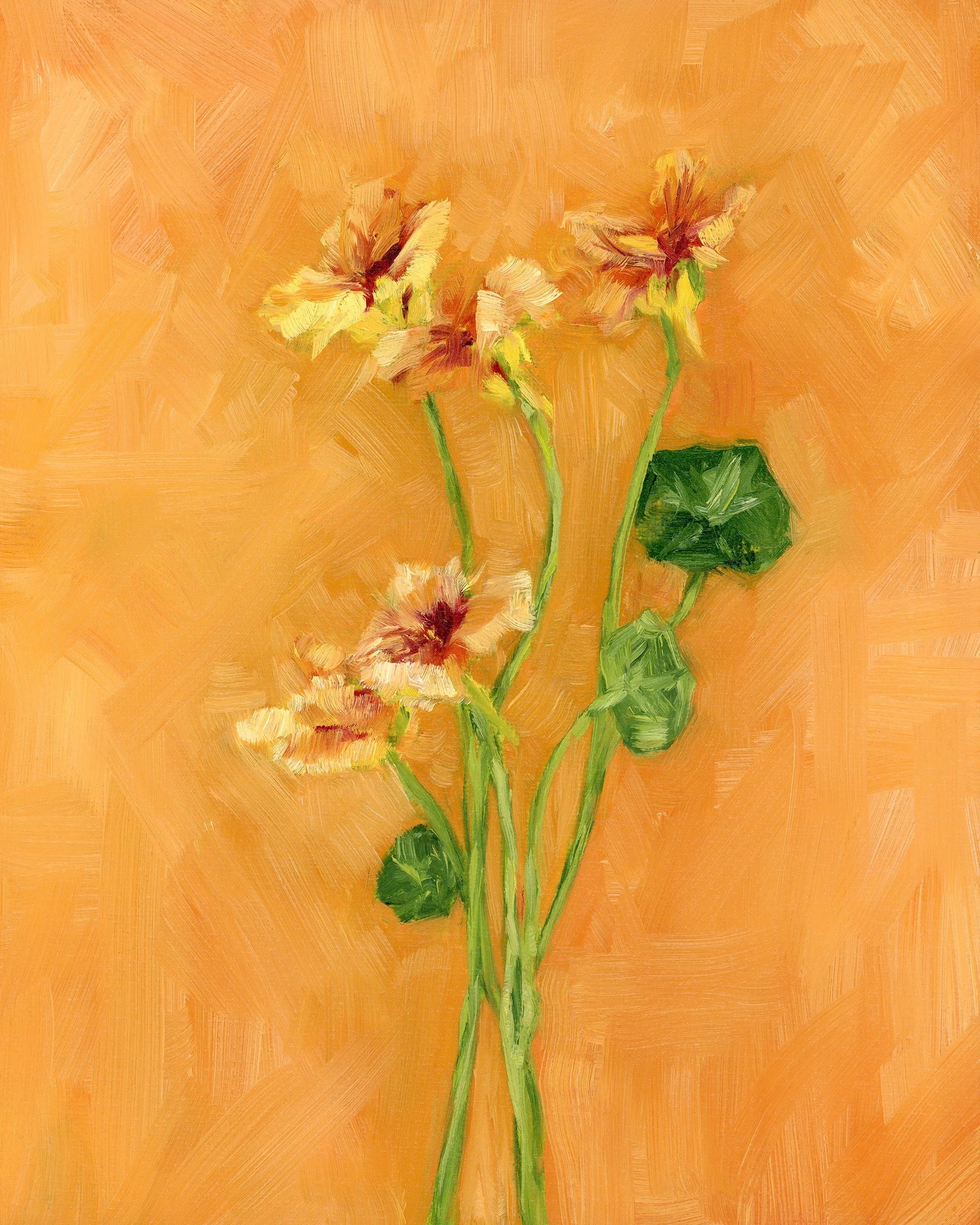 Nasturtium