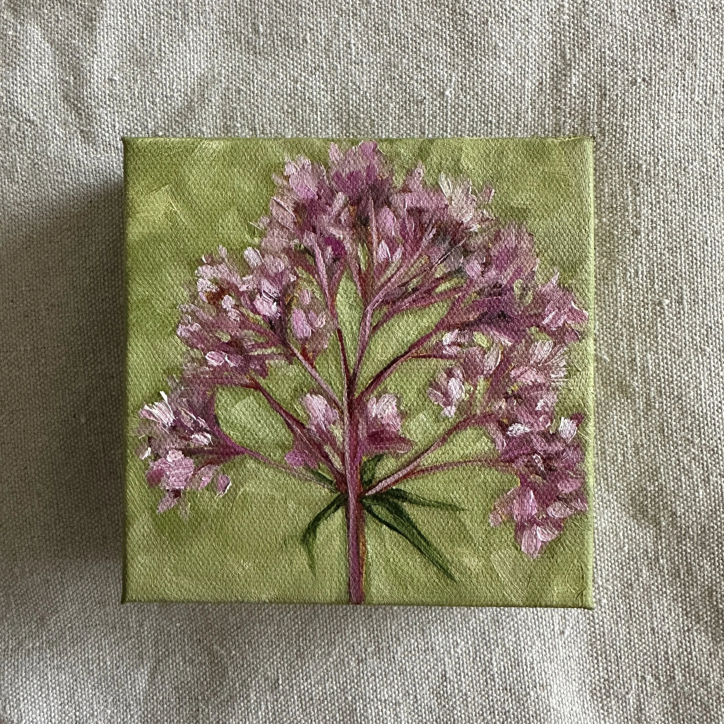Spotted Joe-Pye Weed