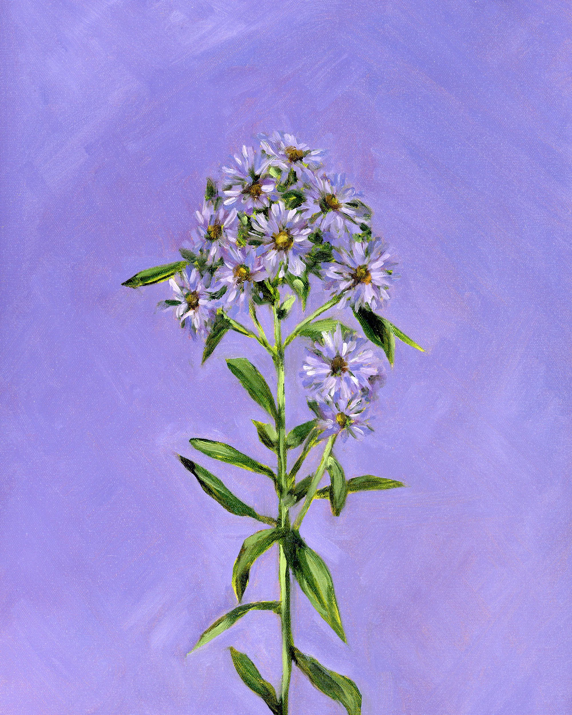 new england aster.jpg