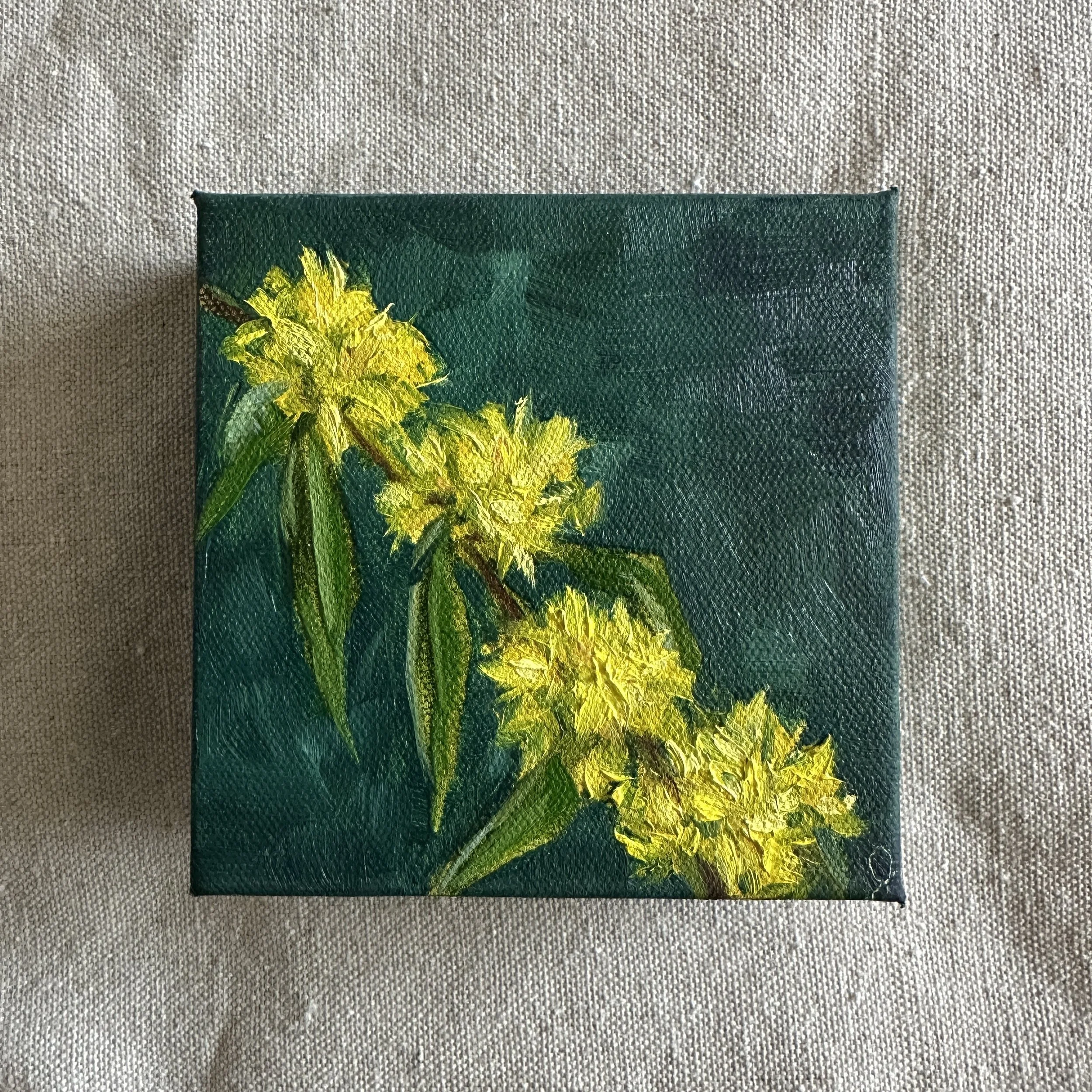 Blue Stem Goldenrod