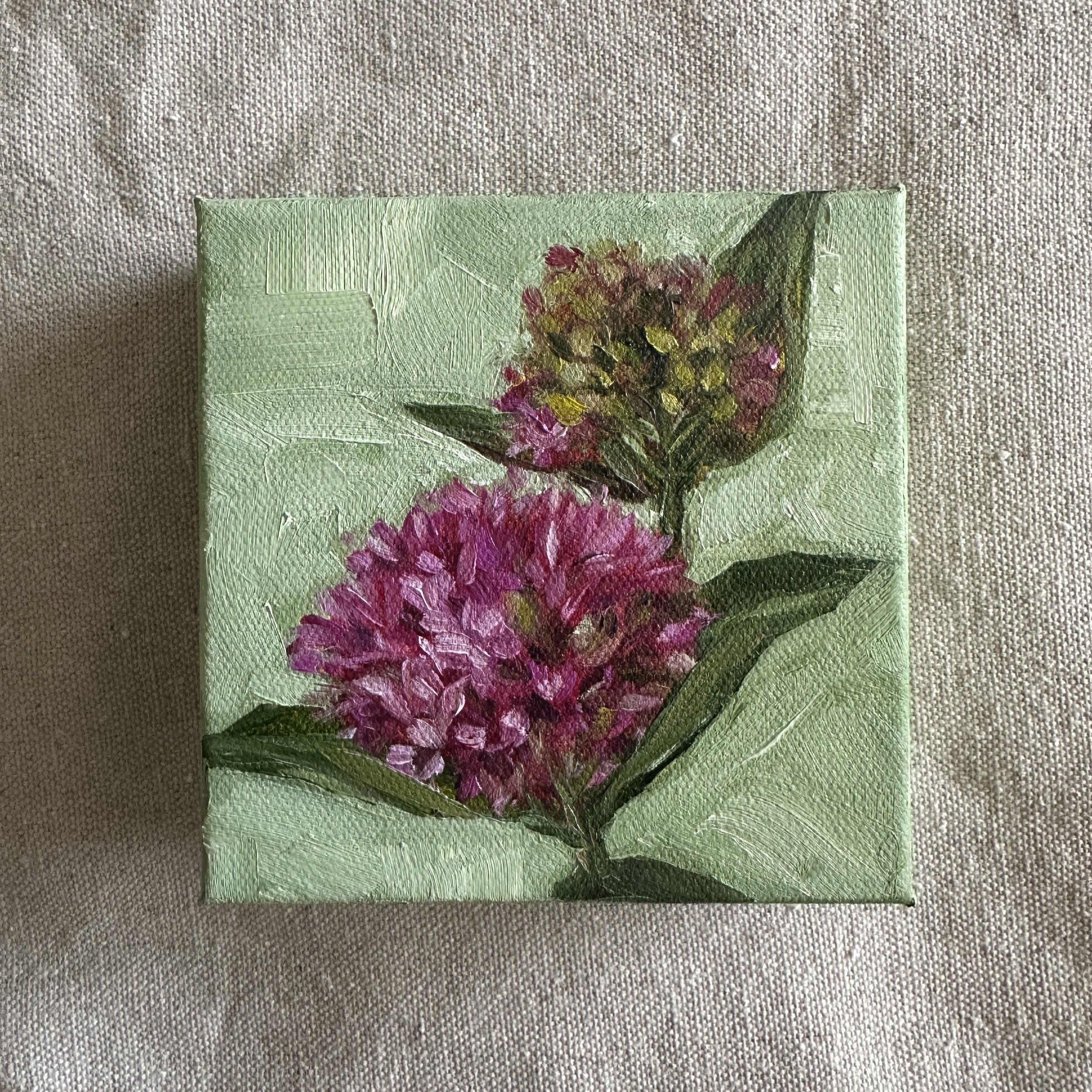 Purple Milkweed