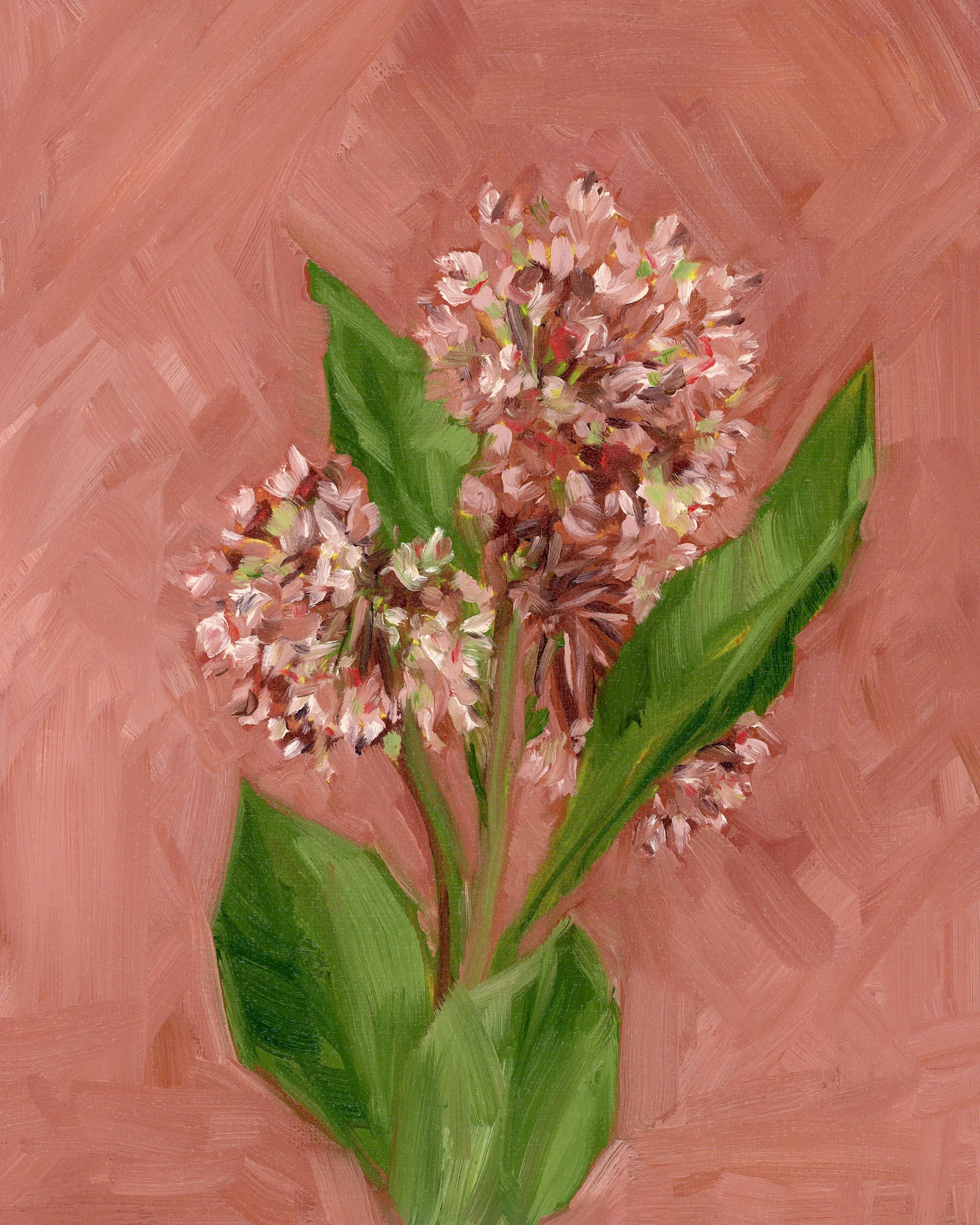 common milkweed.jpg