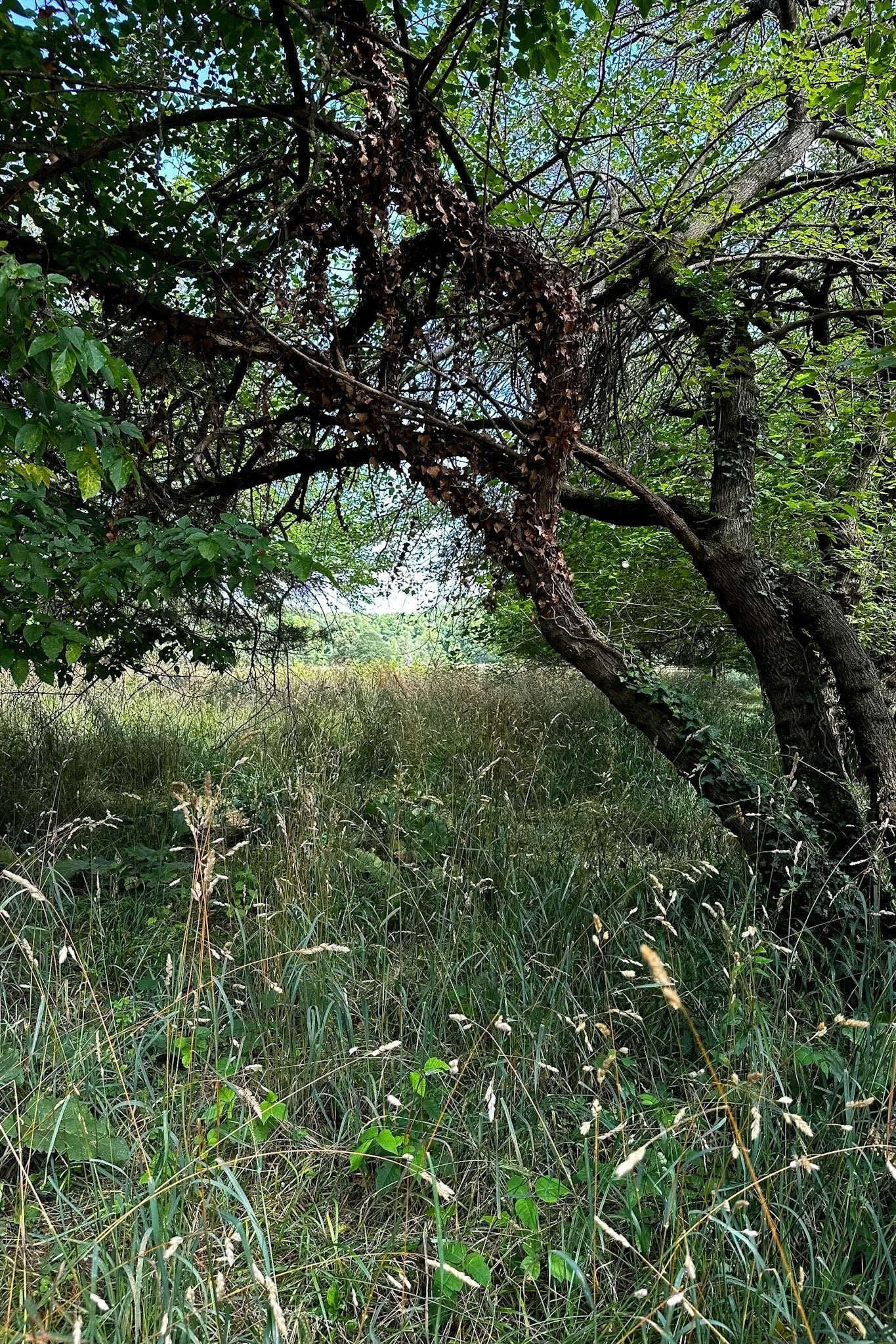 A tree with a thick trunk and sprawling branches, partly covered with dried leaves, in a grassy area with tall wild grass and green foliage, under a blue sky with some clouds.