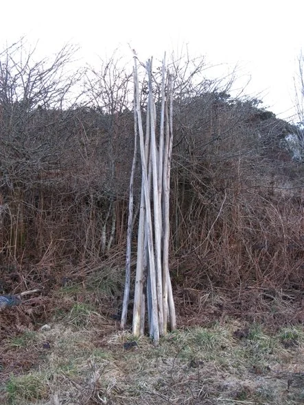 3. 33_final-frog-3_v2.jpg