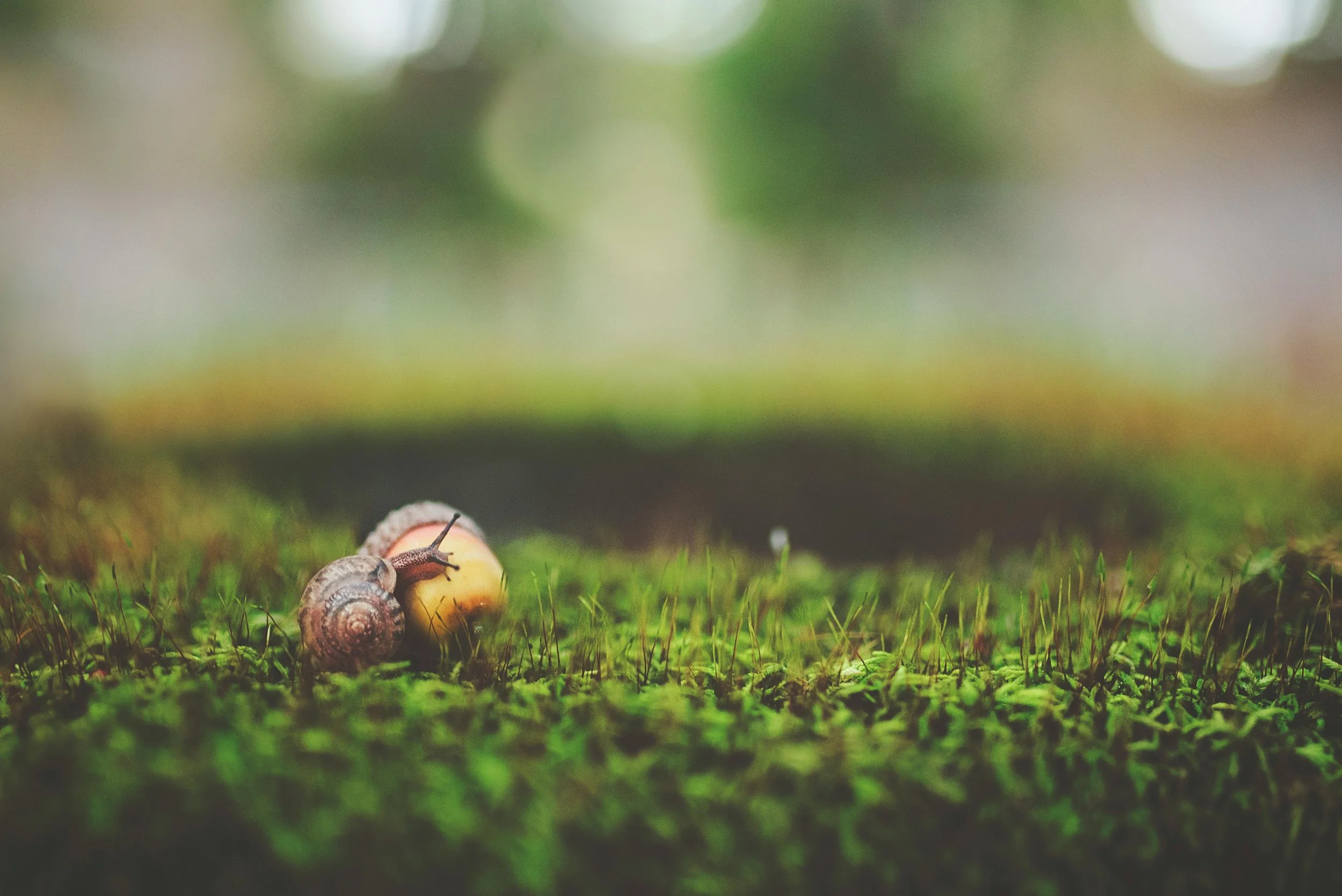 Snail crawling on green moss outdoors