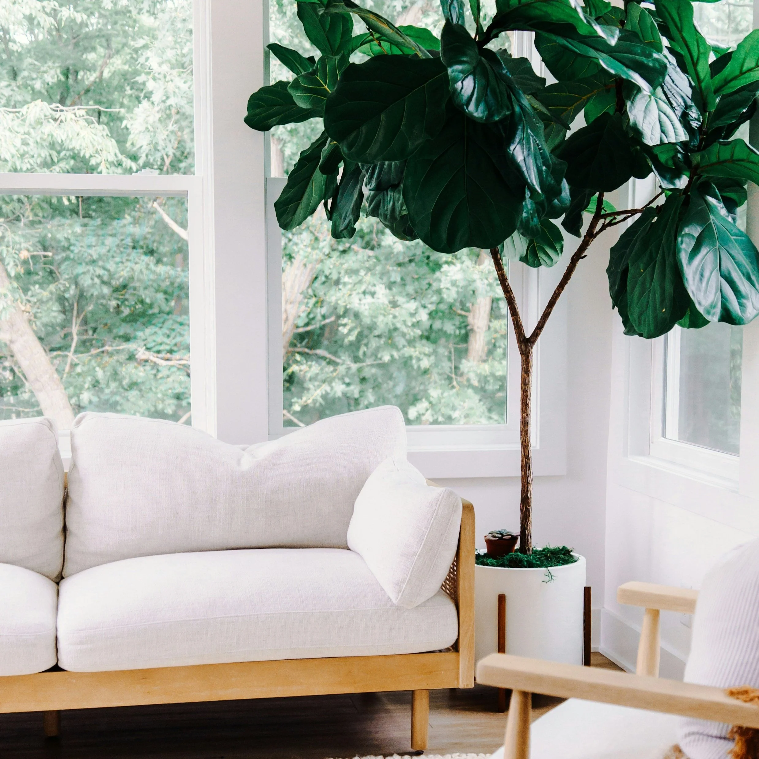 Bright living room with a white sofa, potted fiddle leaf fig tree, and large windows looking out to green foliage.