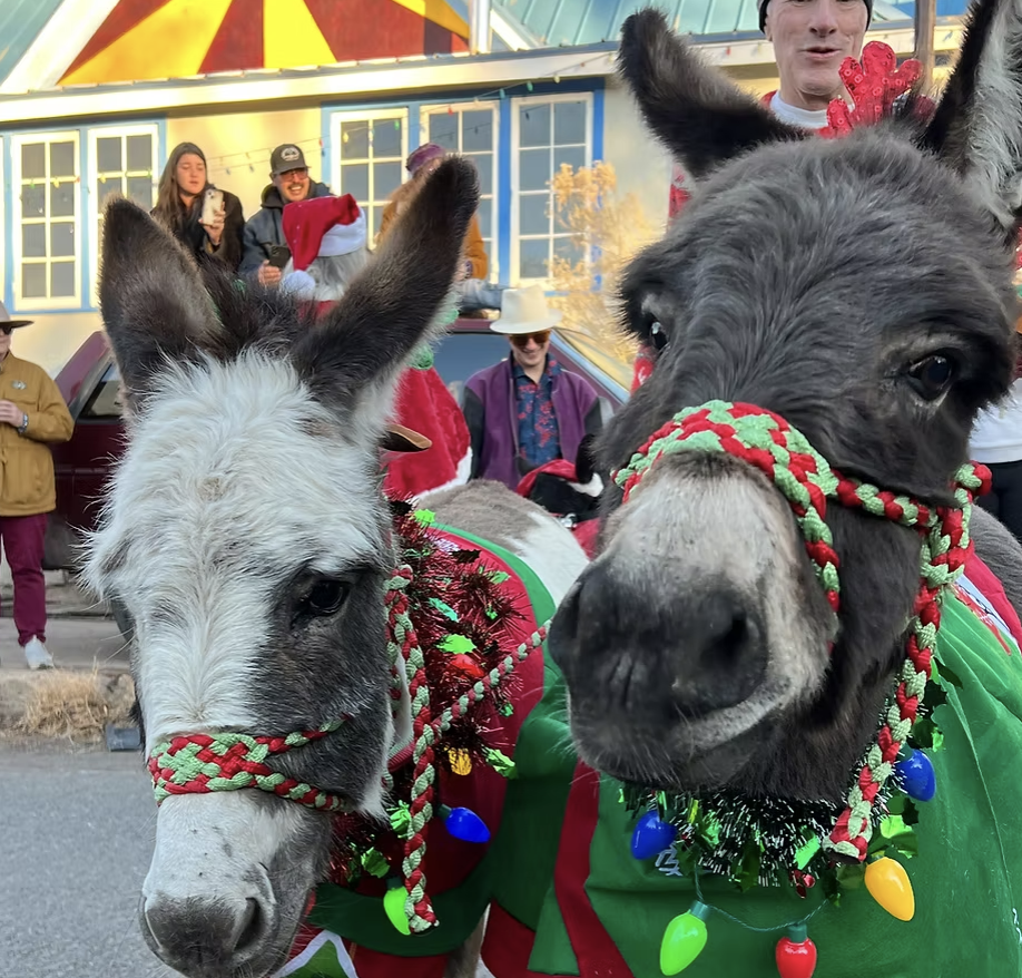 Donkeys in Madrid, NM Christmas Parade