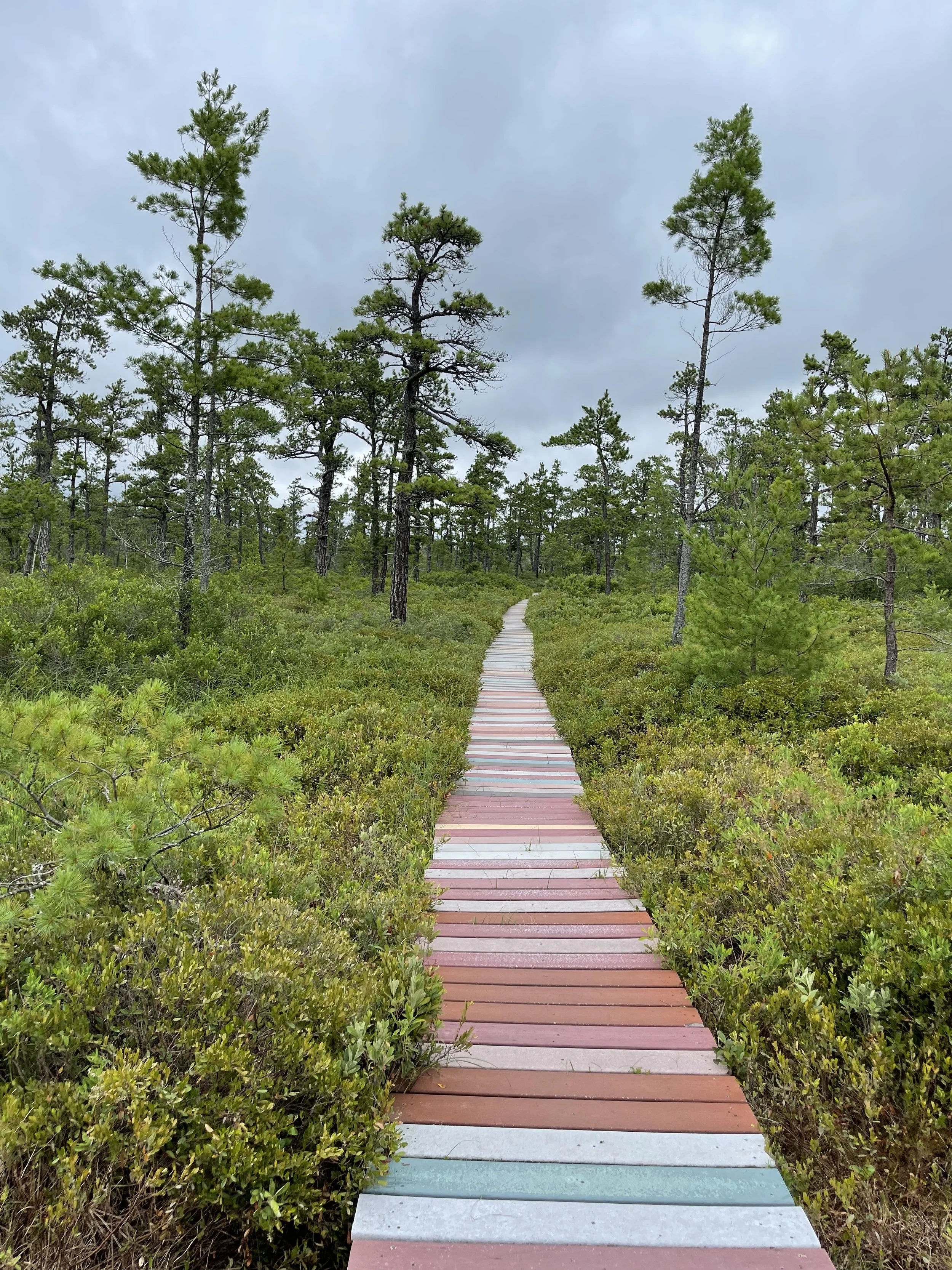 A colorful wooden boardwalk leads through a forest of tall green pine trees on a cloudy day.