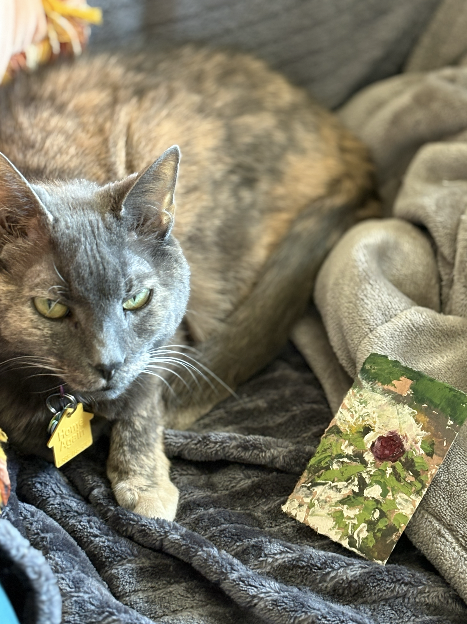 A gray tabby cat with yellow-green eyes and a yellow collar tag labeled 'Home Again' resting on a soft, dark blanket next to a small, painted canvas of a flower, with gray and beige blankets in the background.