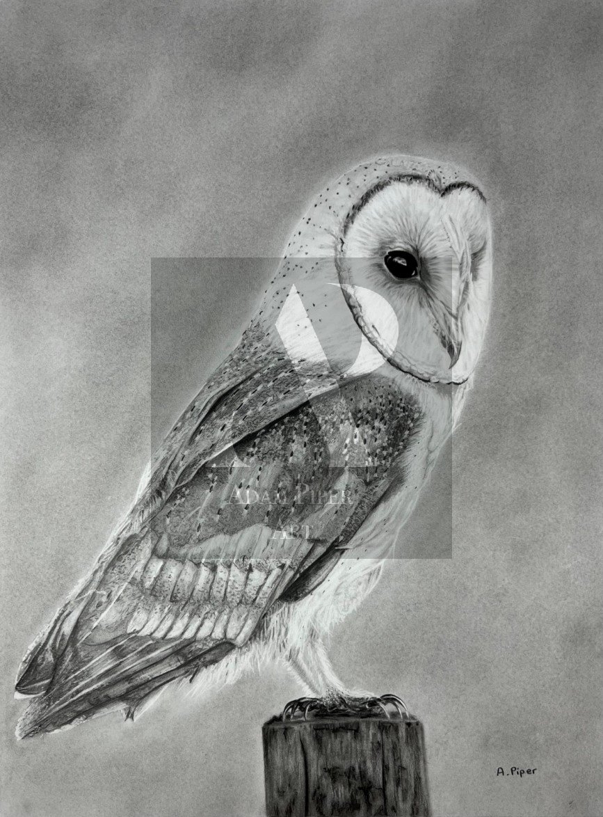 Barn Owl