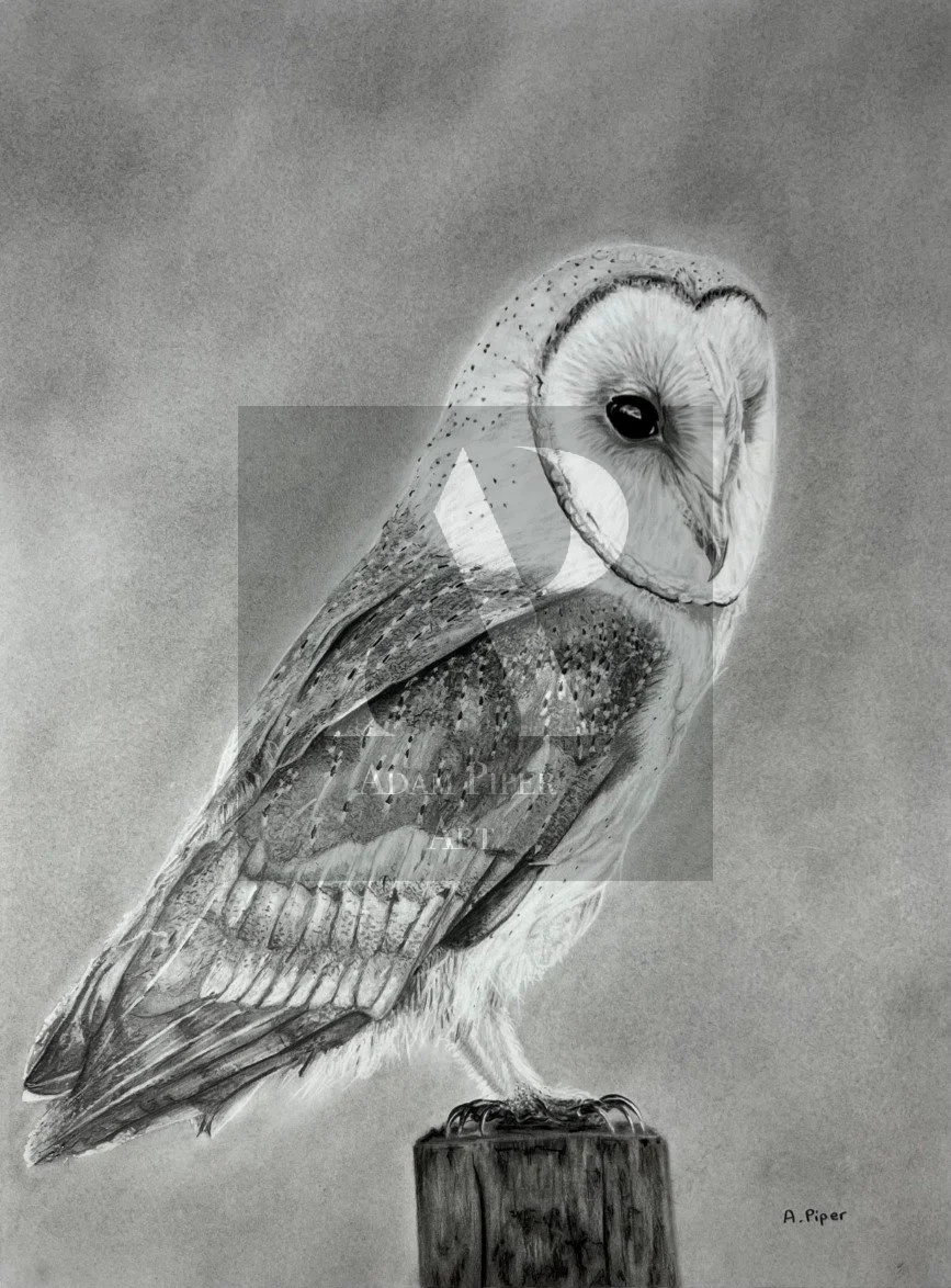 Barn Owl.