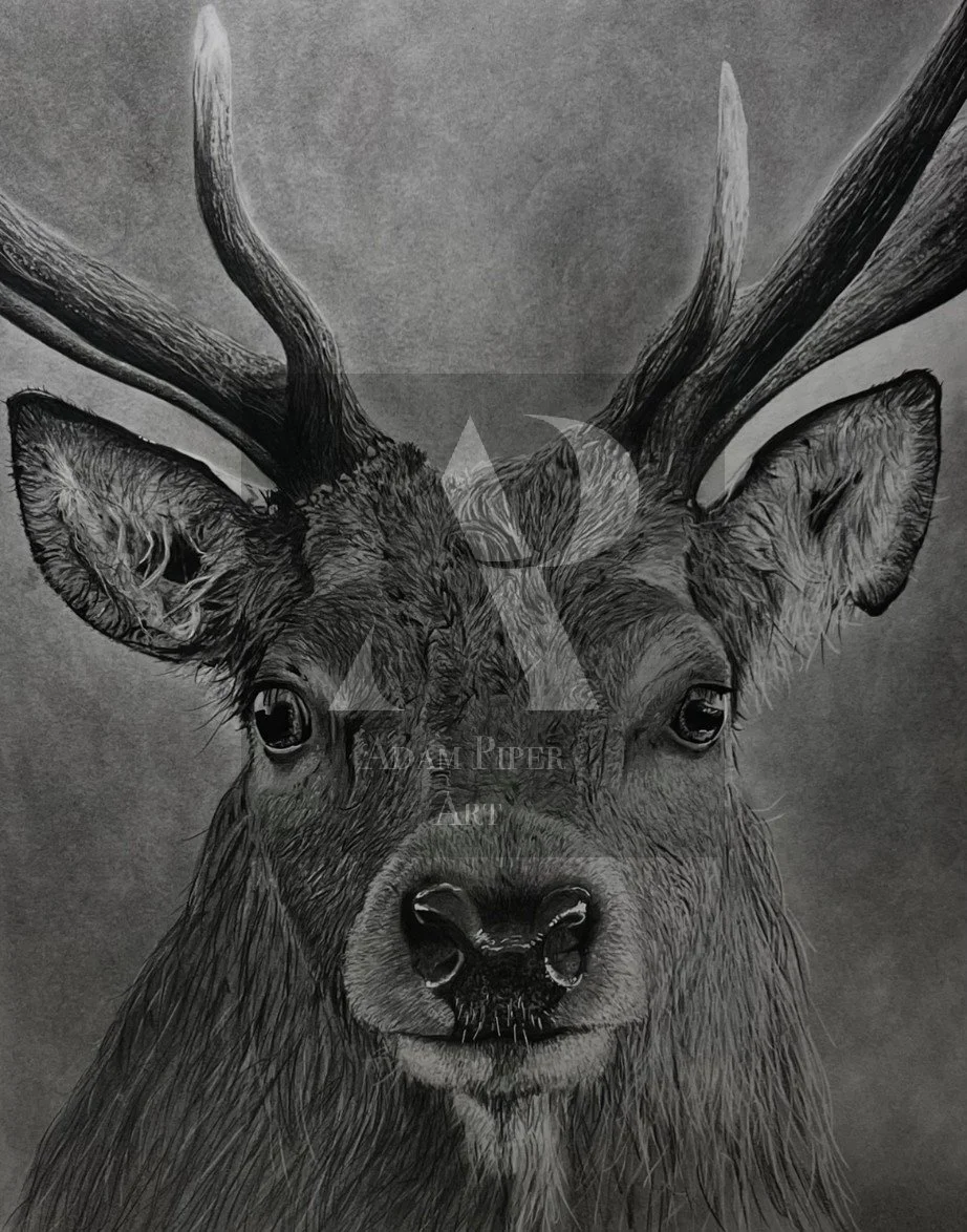 Red Deer Stag.