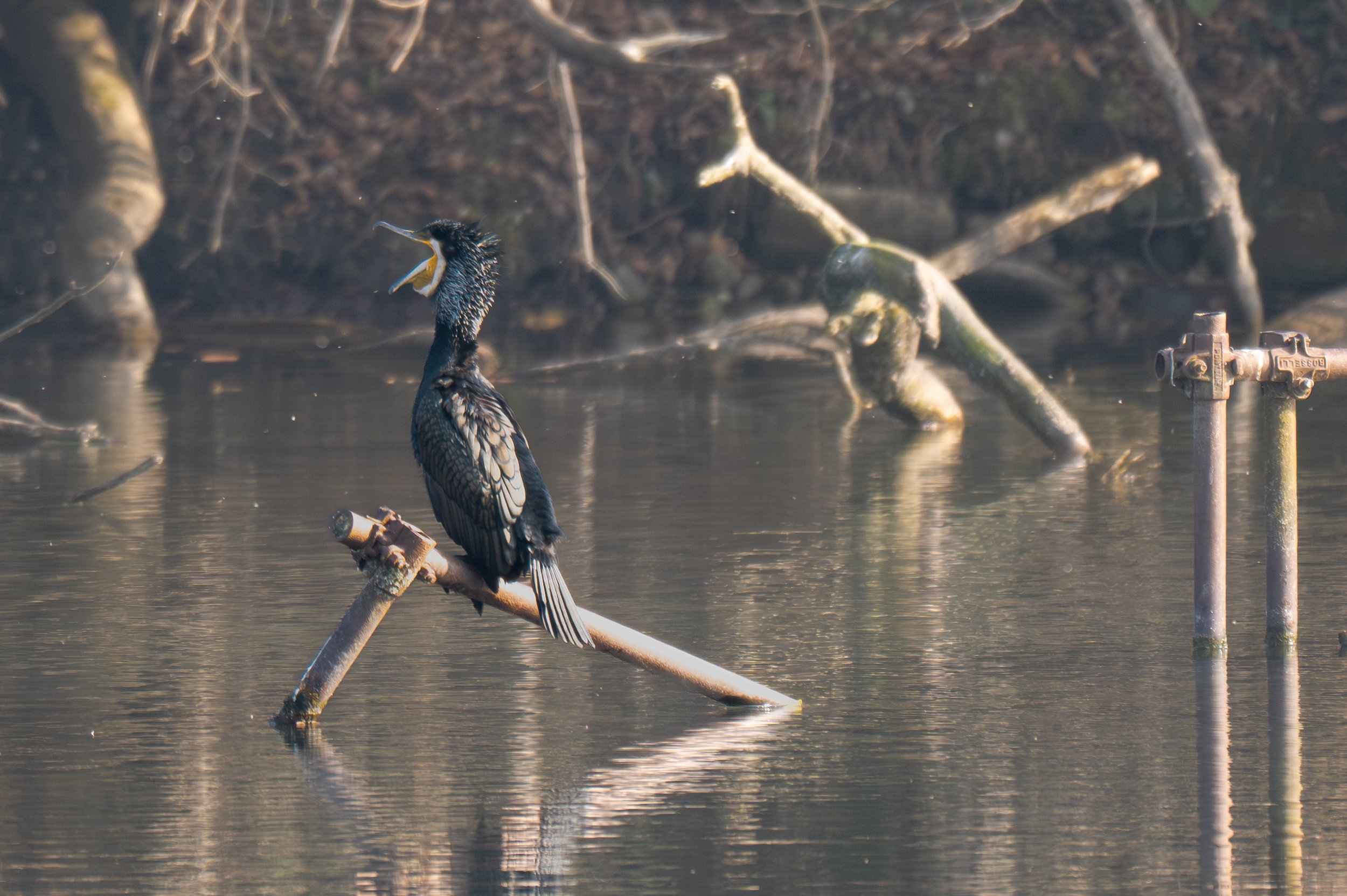 Parco Adda nord in un giorno di fine inverno
