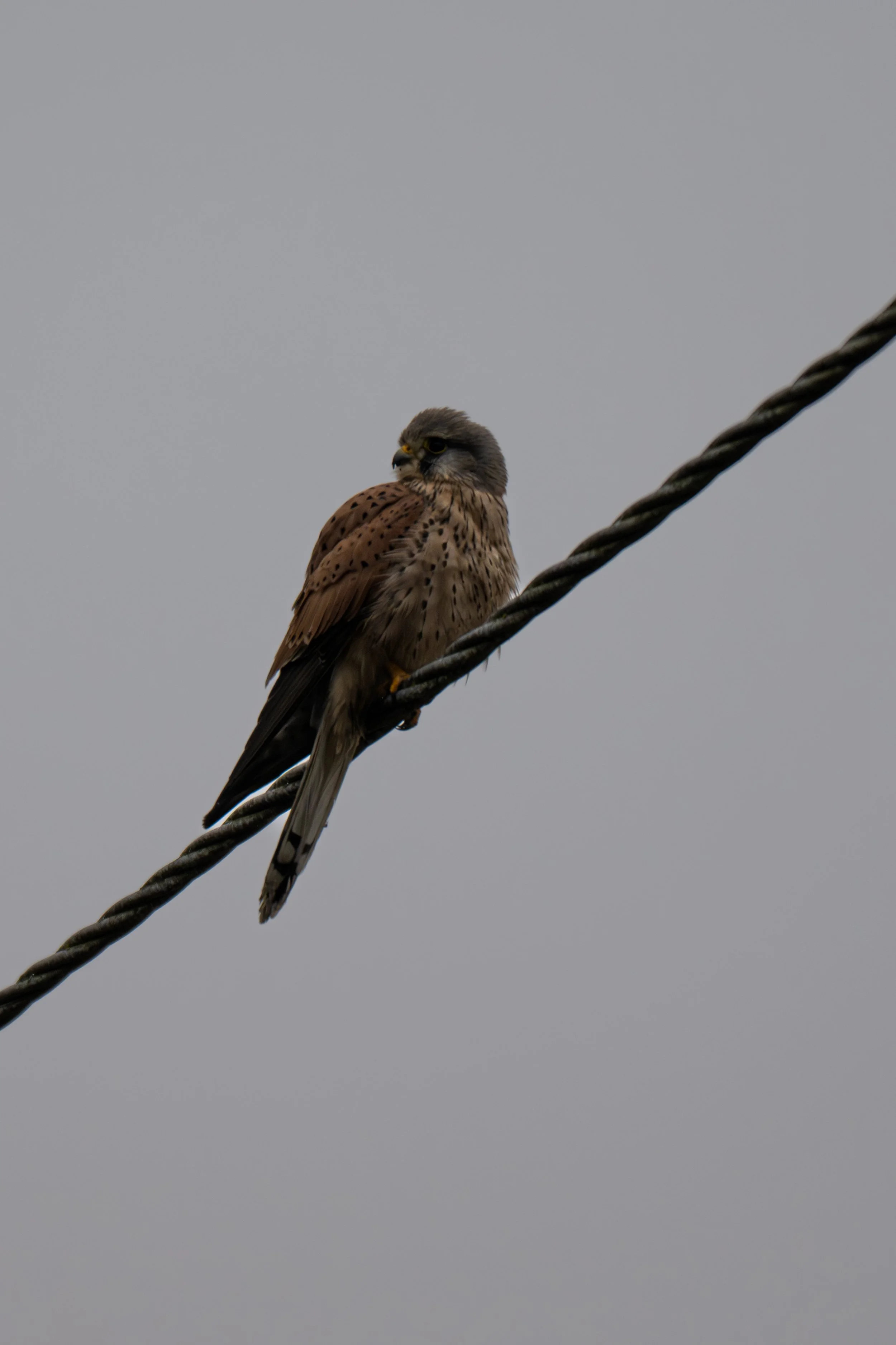 Test rep 2 (3 di 11).jpg