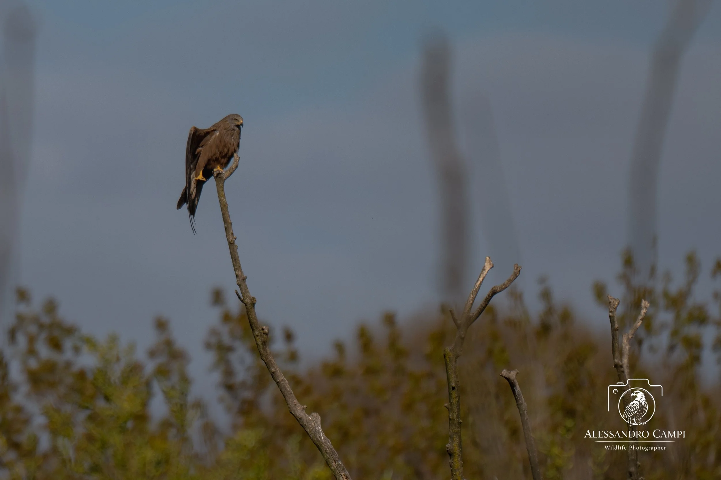 Field Journal — Day  1 Aprile | Parco Adda Nord