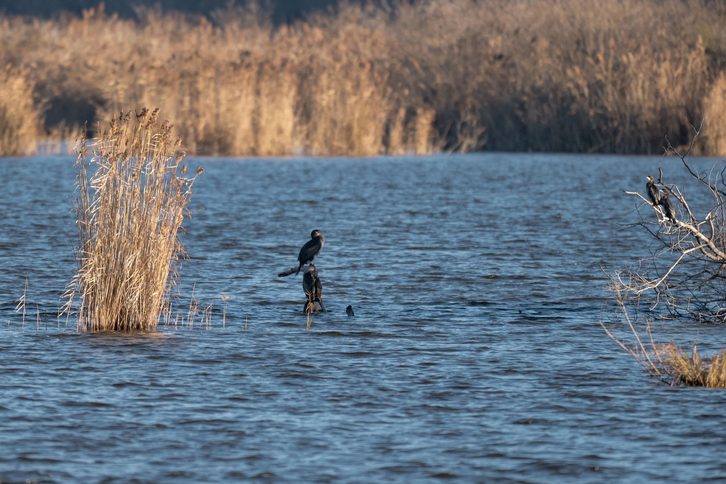 Test rep 2 (1 di 1) copia 8.jpg