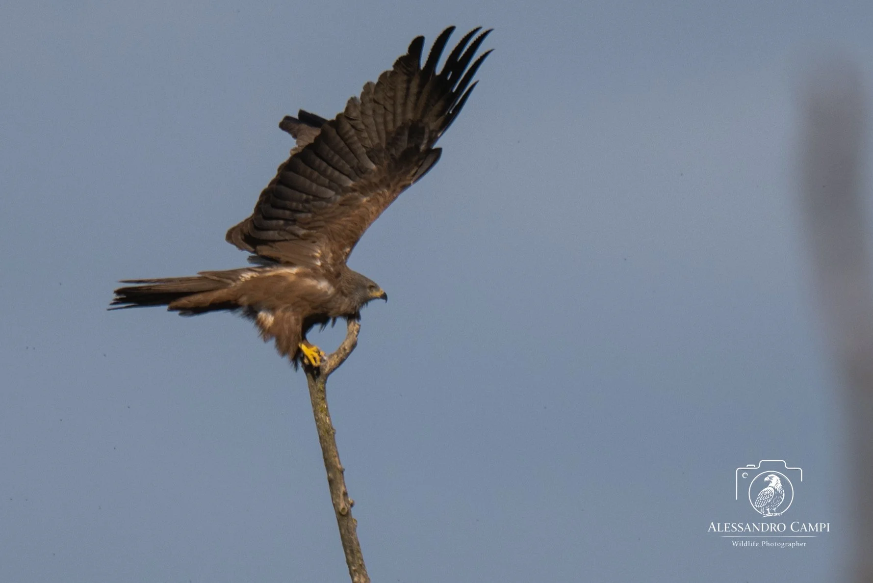 Birds (18 di 24).jpg